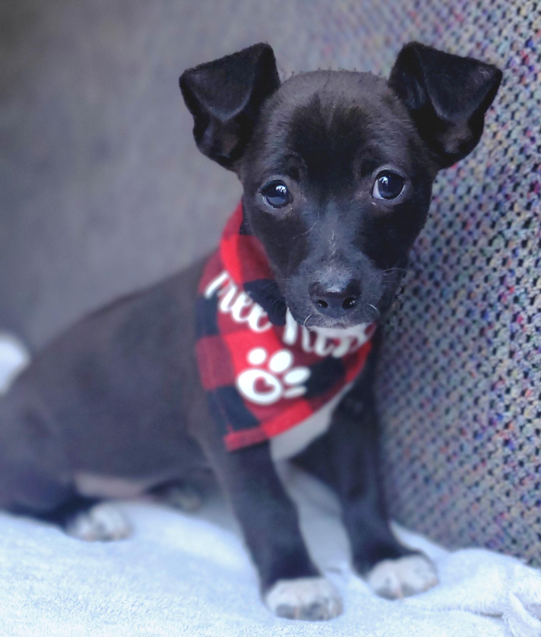 Enlarge Paco, a Adoptable mixed breed in Atlanta , GA image 2/6