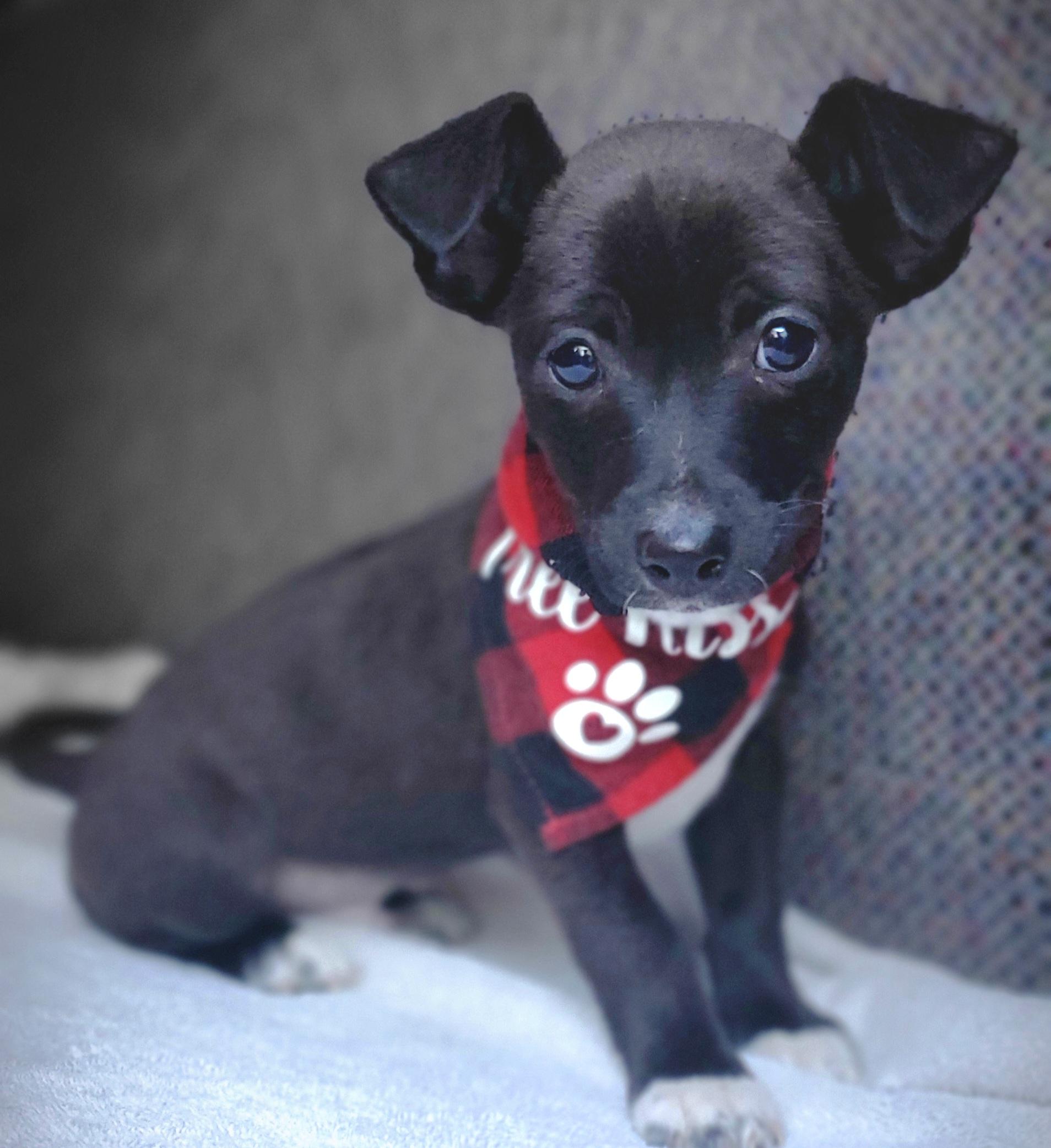 Enlarge Paco, a Adoptable mixed breed in Atlanta , GA image 6/6