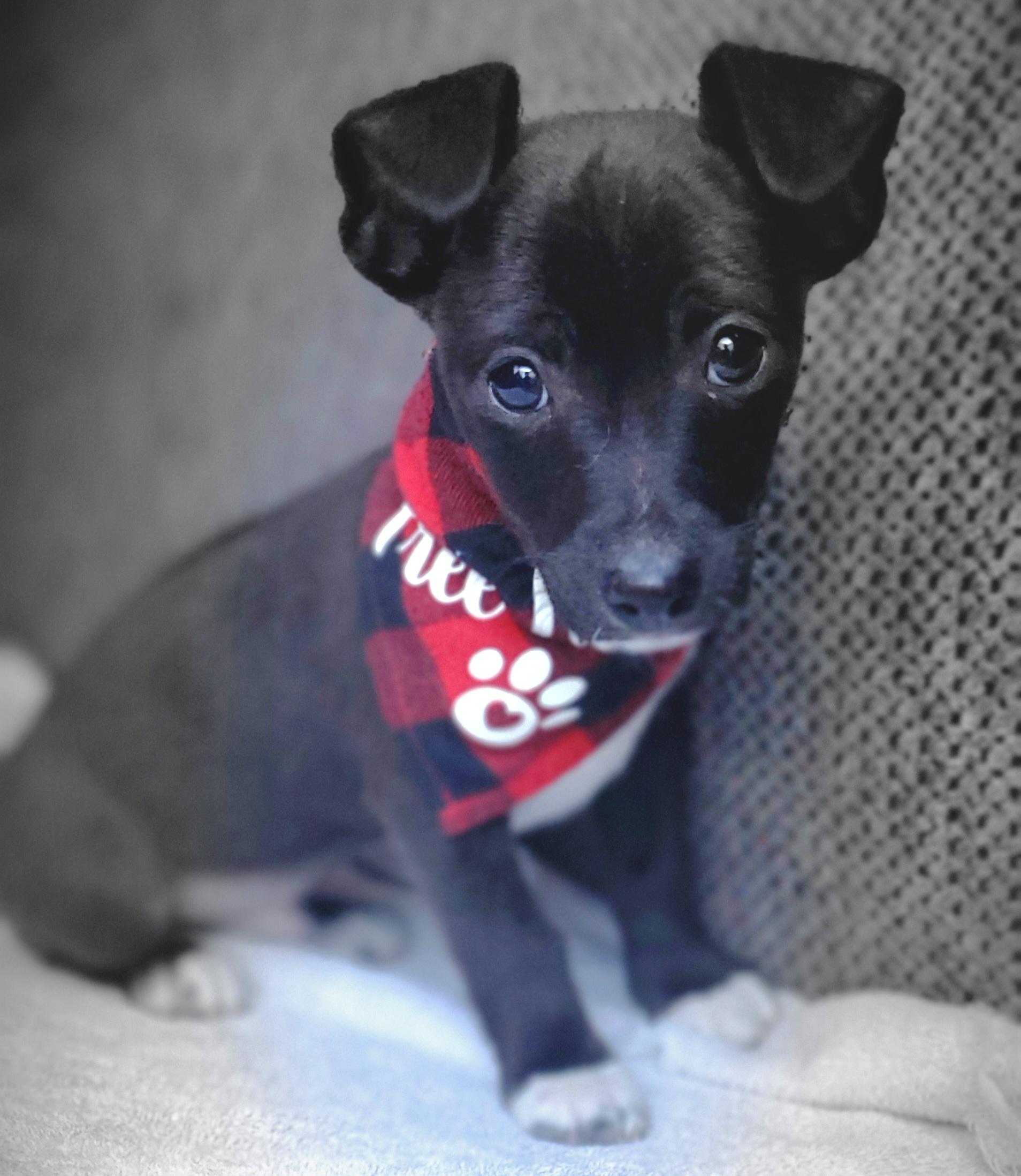 Enlarge Paco, a Adoptable mixed breed in Atlanta , GA image 4/6