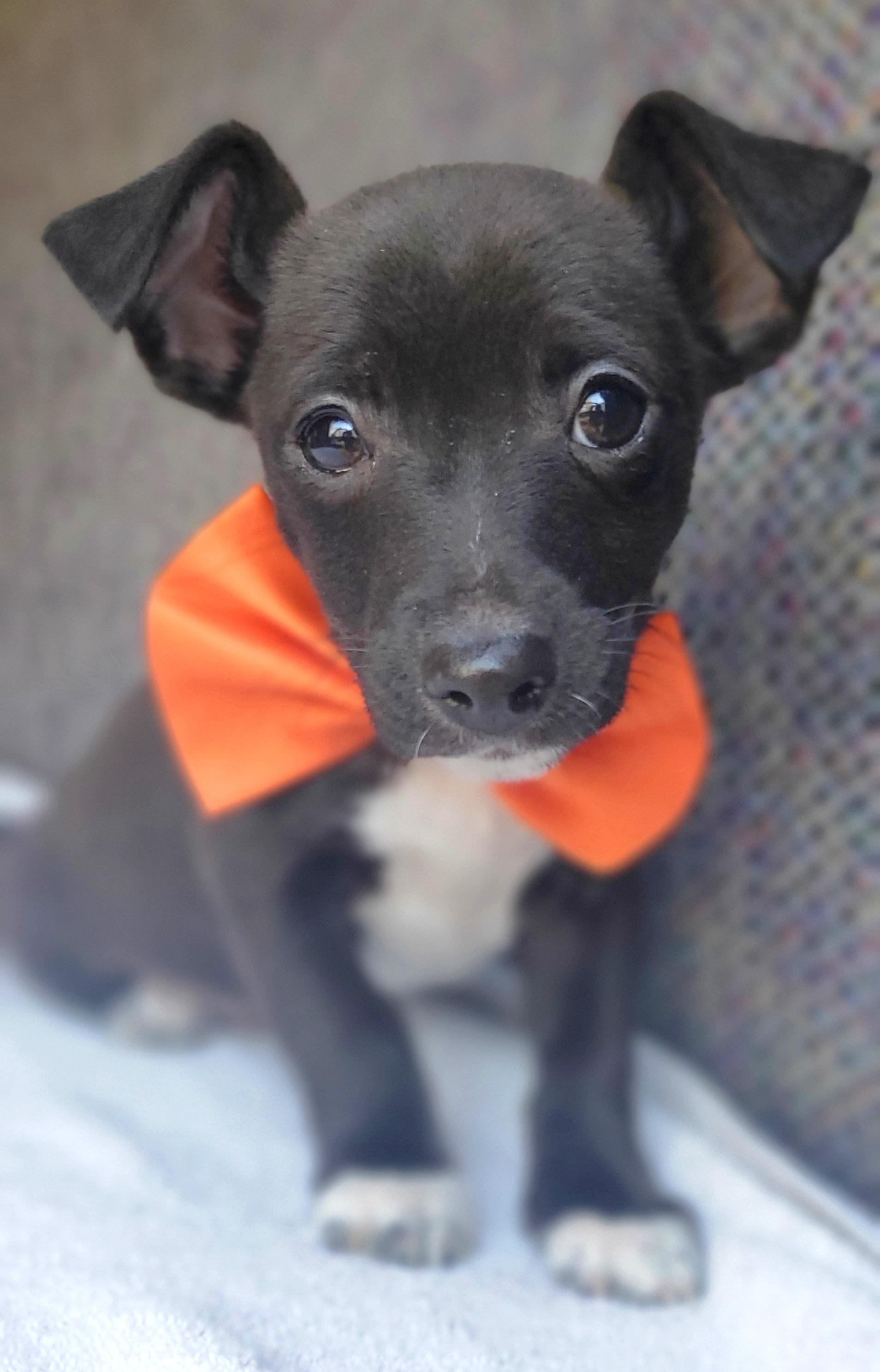 Enlarge Paco, a Adoptable mixed breed in Atlanta , GA image 3/6