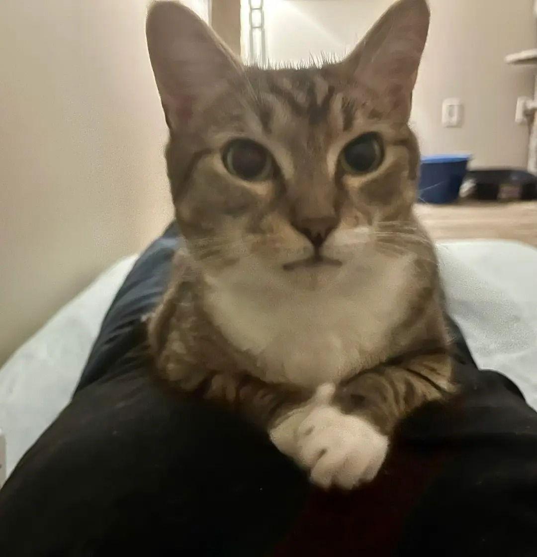 Miss Petunia, Adoptable, Young Female Domestic Short Hair.