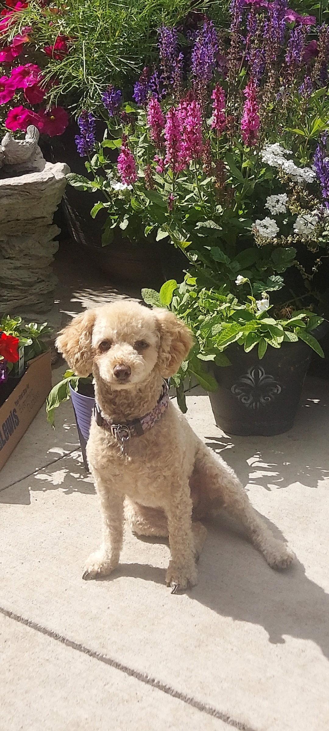 Reba, Adoptable, Adult Female Poodle.