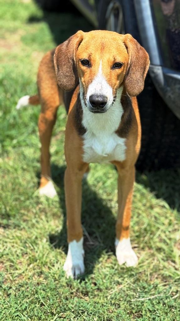 Enlarge Sweetie, a ADOPTABLE Hound in Lexington, MA image 4/4