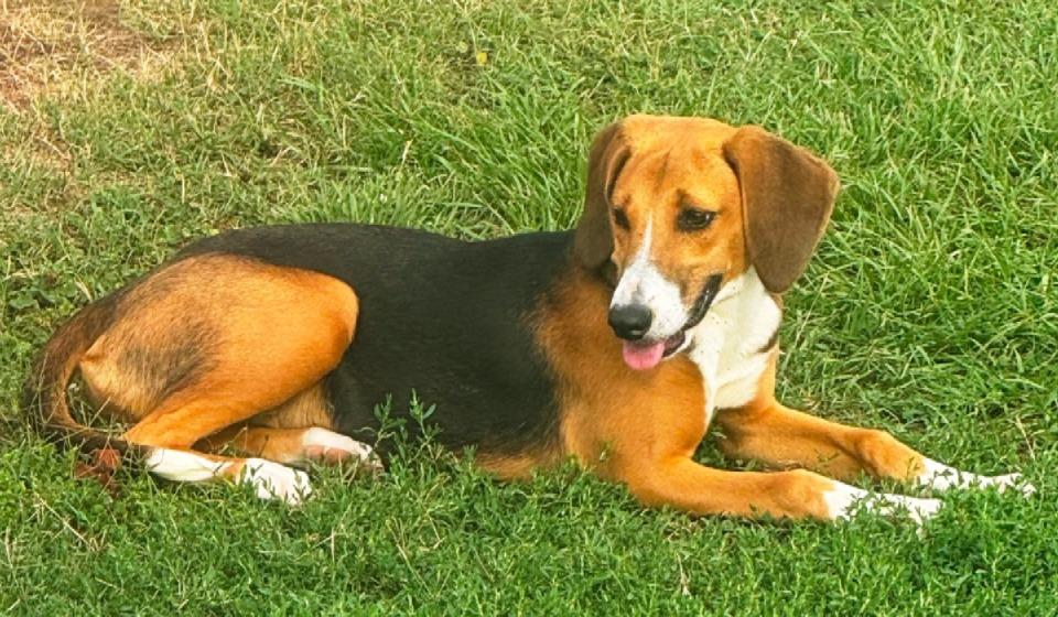 Enlarge Sweetie, a ADOPTABLE Hound in Lexington, MA image 3/4