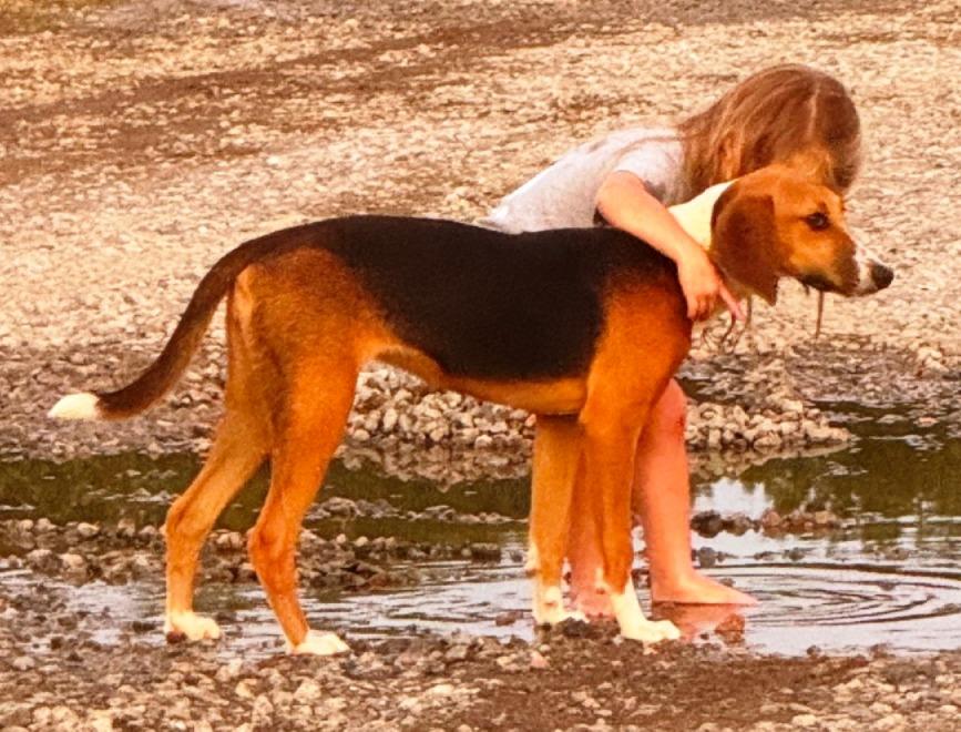 Enlarge Sweetie, a ADOPTABLE Hound in Lexington, MA image 2/4
