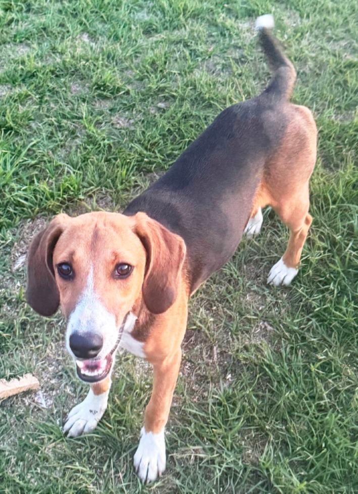 Sweetie, ADOPTABLE, Young Female Hound.