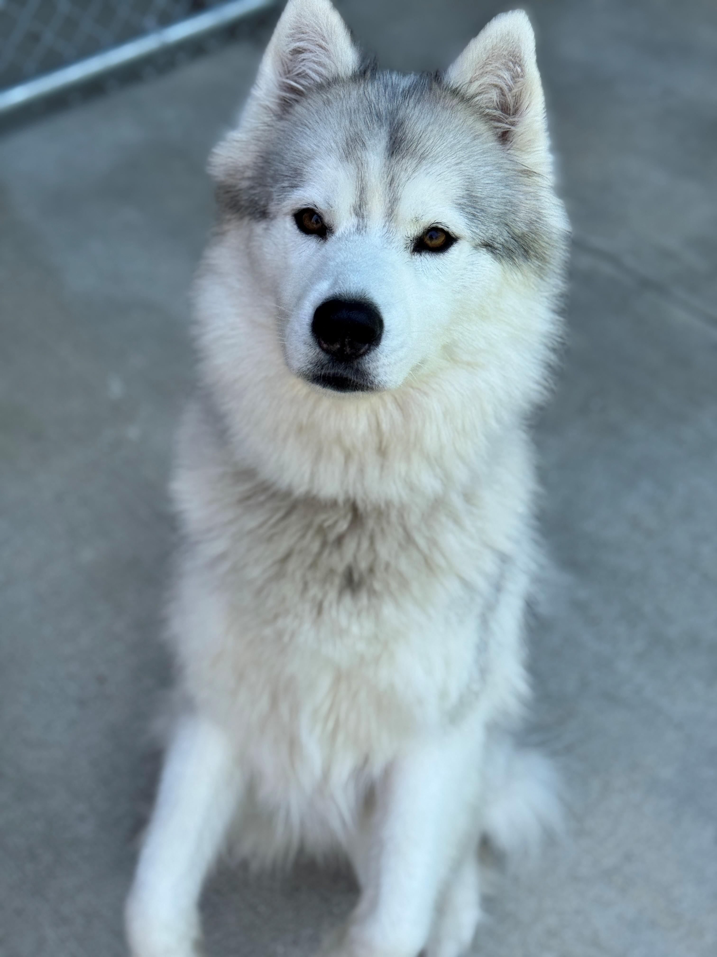 Stormi, an adoptable Siberian Husky in Hackensack, MN, 56452 | Photo Image 1