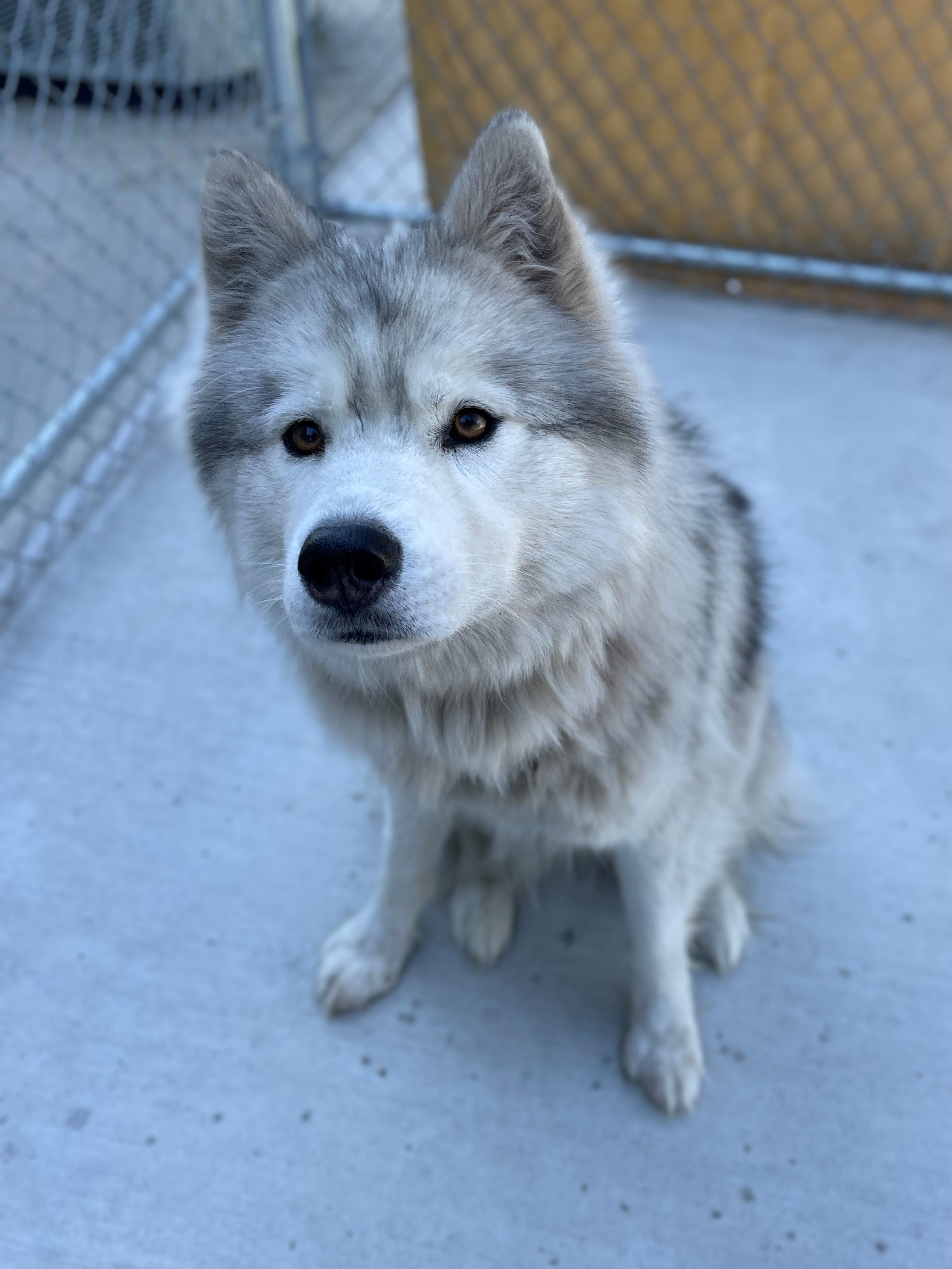 Stormi, an adoptable Siberian Husky in Hackensack, MN, 56452 | Photo Image 4