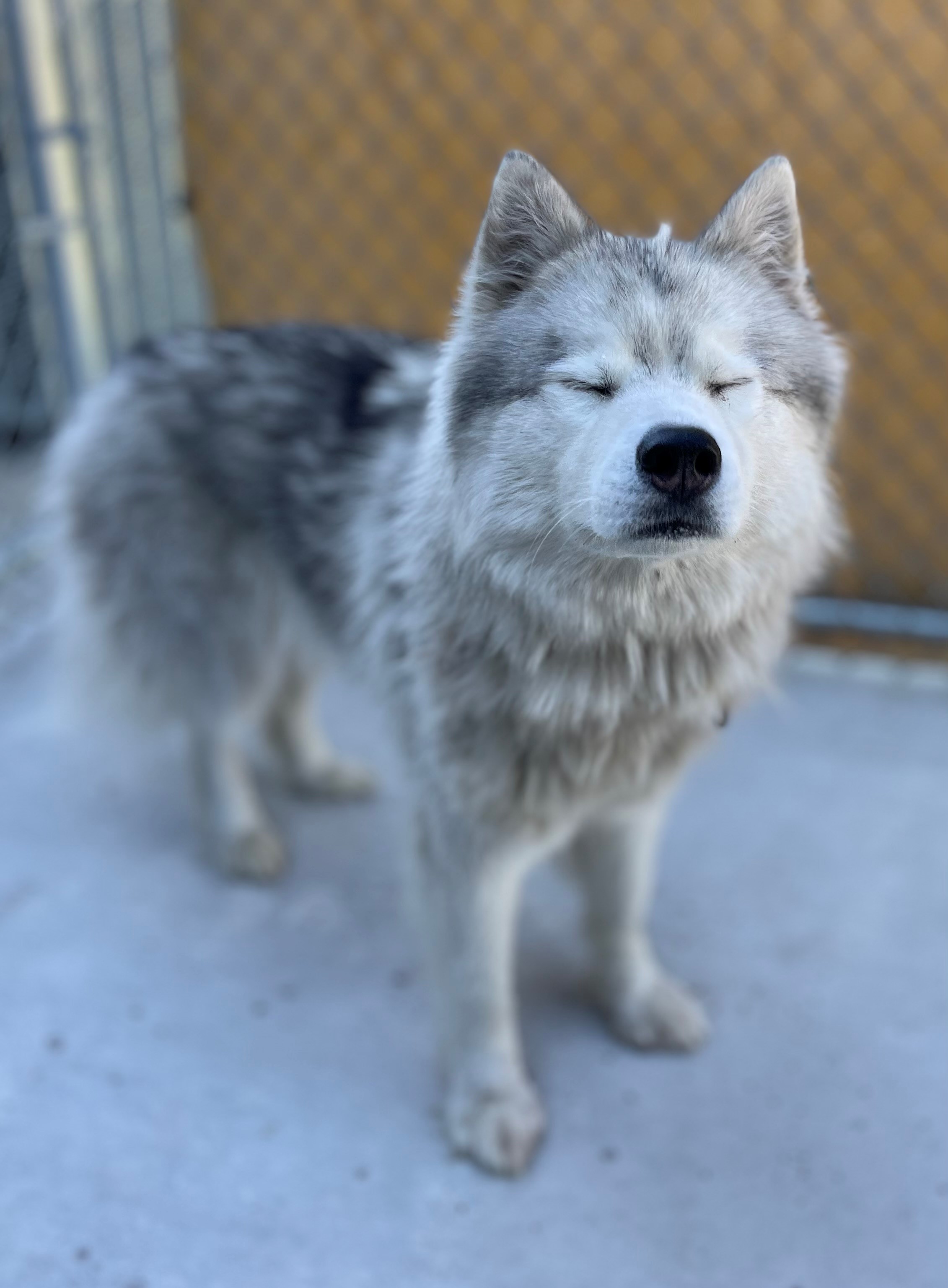 Stormi, an adoptable Siberian Husky in Hackensack, MN, 56452 | Photo Image 5