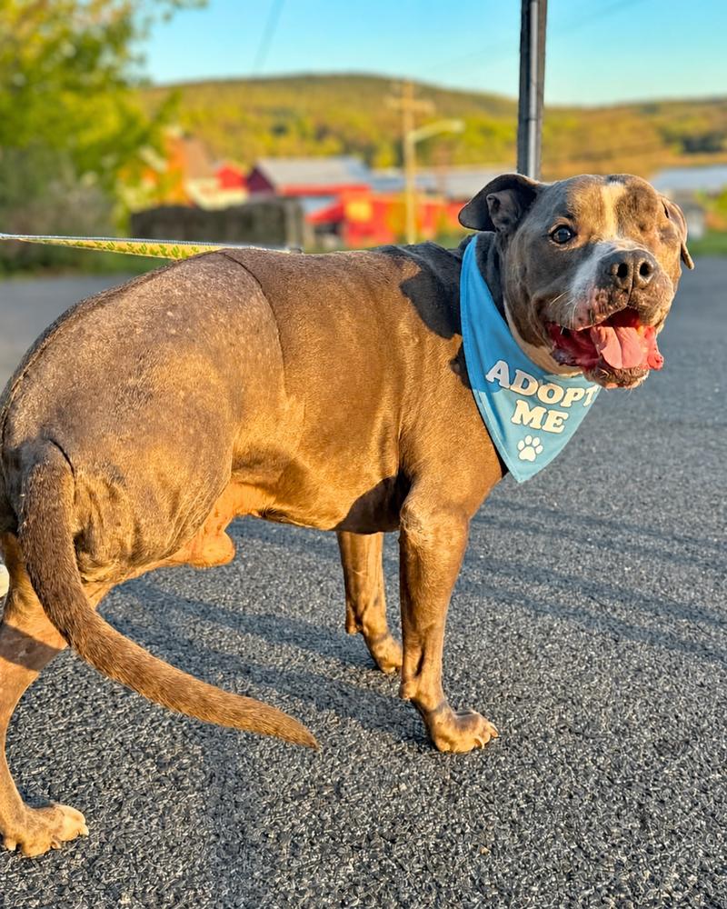 Eggroll, a Adoptable mixed breed in Wayne, NJ image 4/4