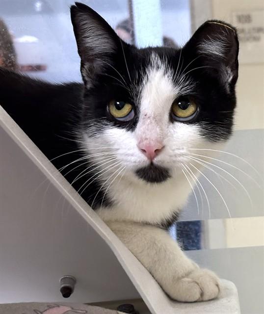 Enlarge HAMMERHEAD, a Adoptable Domestic Short Hair in Dedham, MA image 1/1
