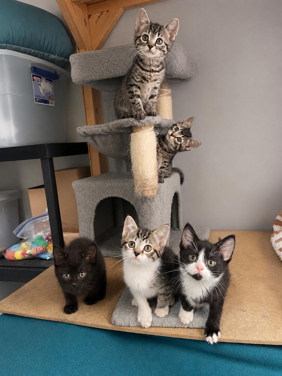 Jeep, an adopted Domestic Short Hair in Racine, WI image 5/6