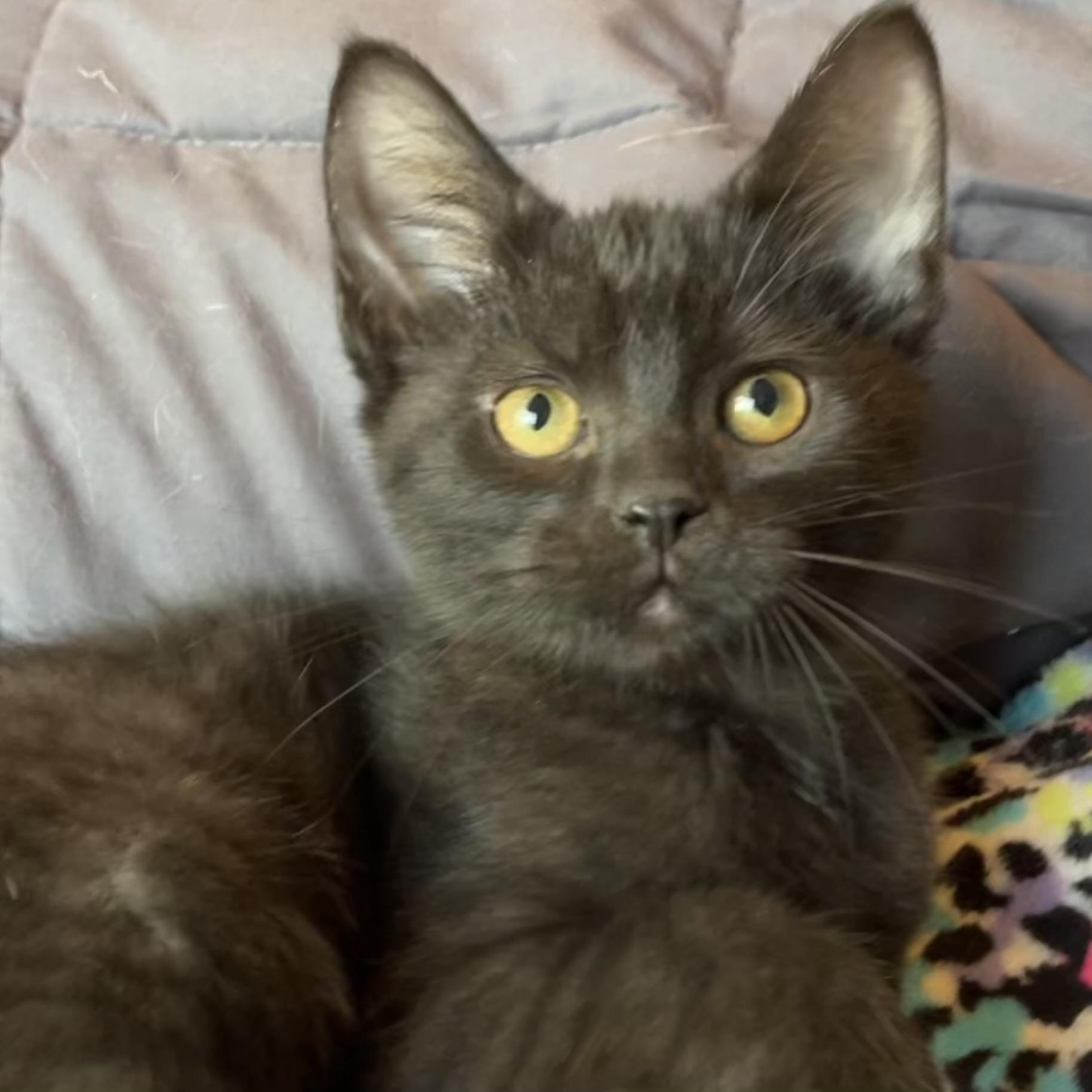 Jeep, an adopted Domestic Short Hair in Racine, WI image 2/6
