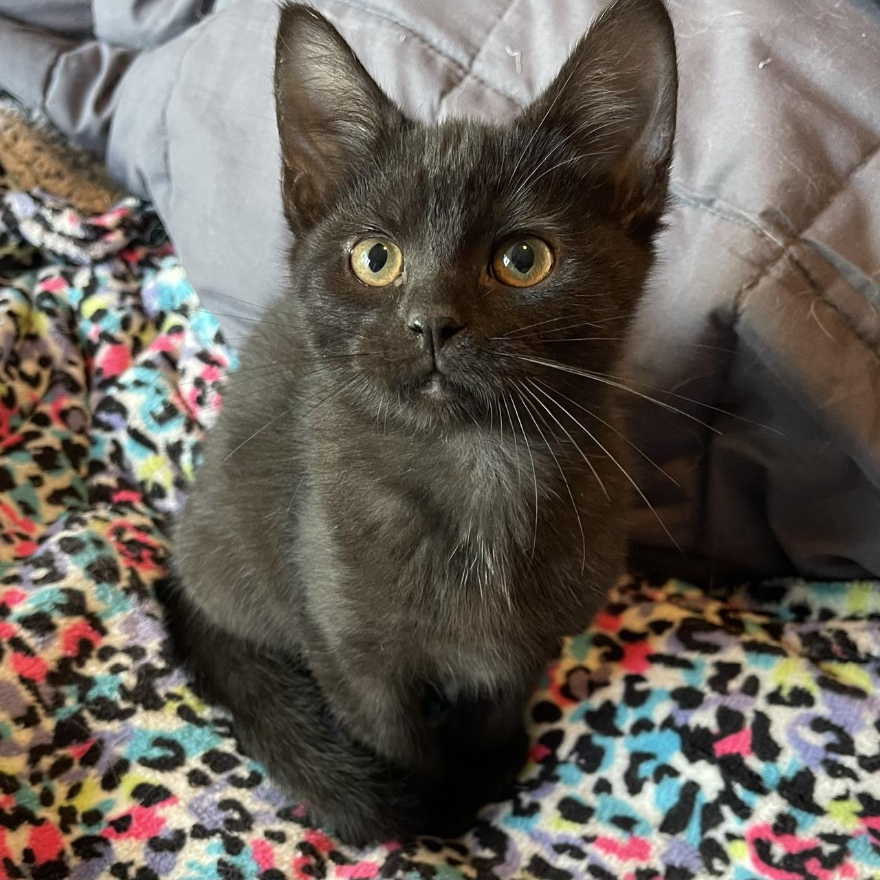 Jeep, an adopted Domestic Short Hair in Racine, WI image 3/6