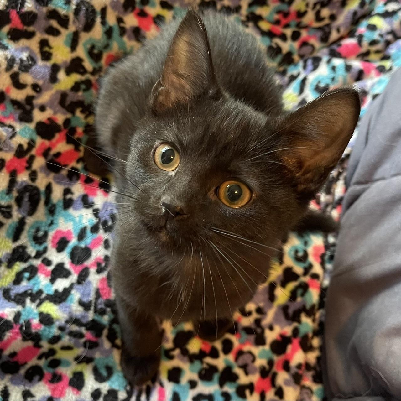 Jeep, adopted, Kitten Male Domestic Short Hair.