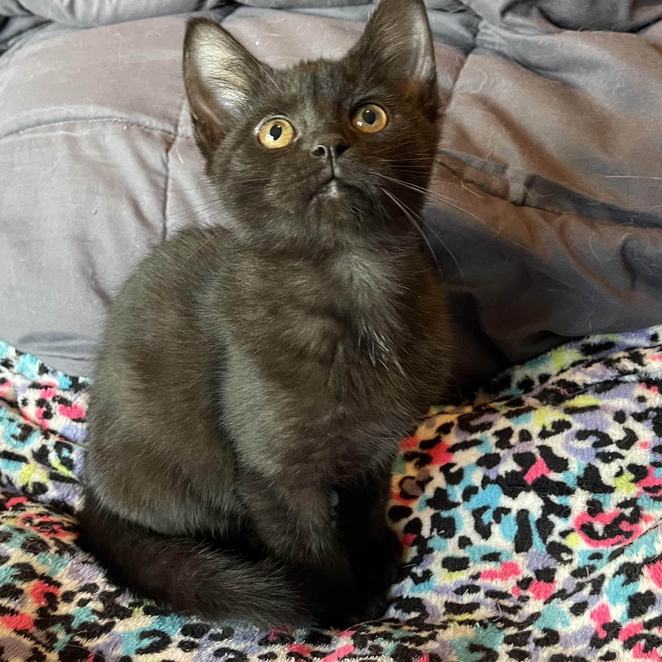 Jeep, an adopted Domestic Short Hair in Racine, WI image 4/6
