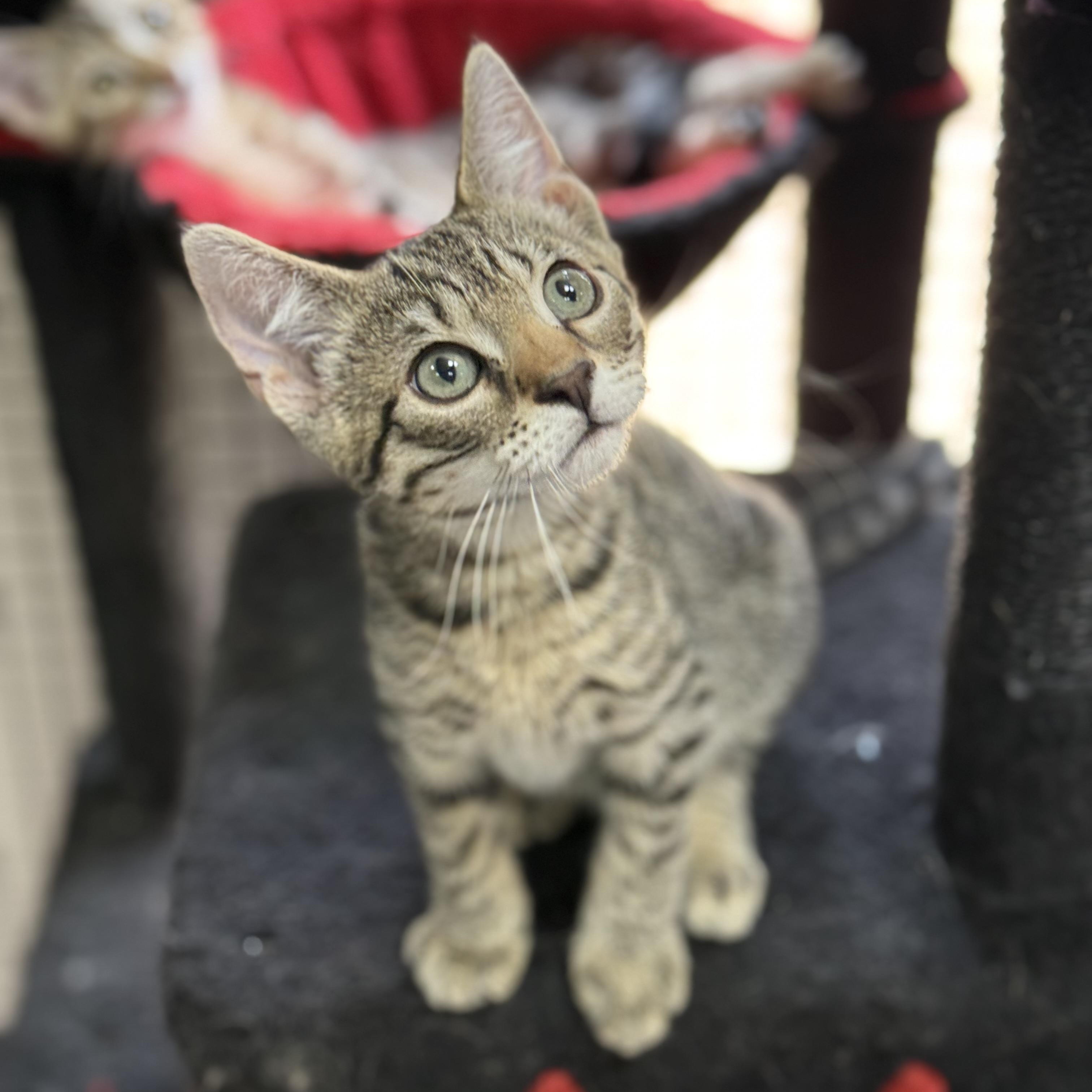 Sky, an adopted Domestic Short Hair in Collierville, TN image 4/4