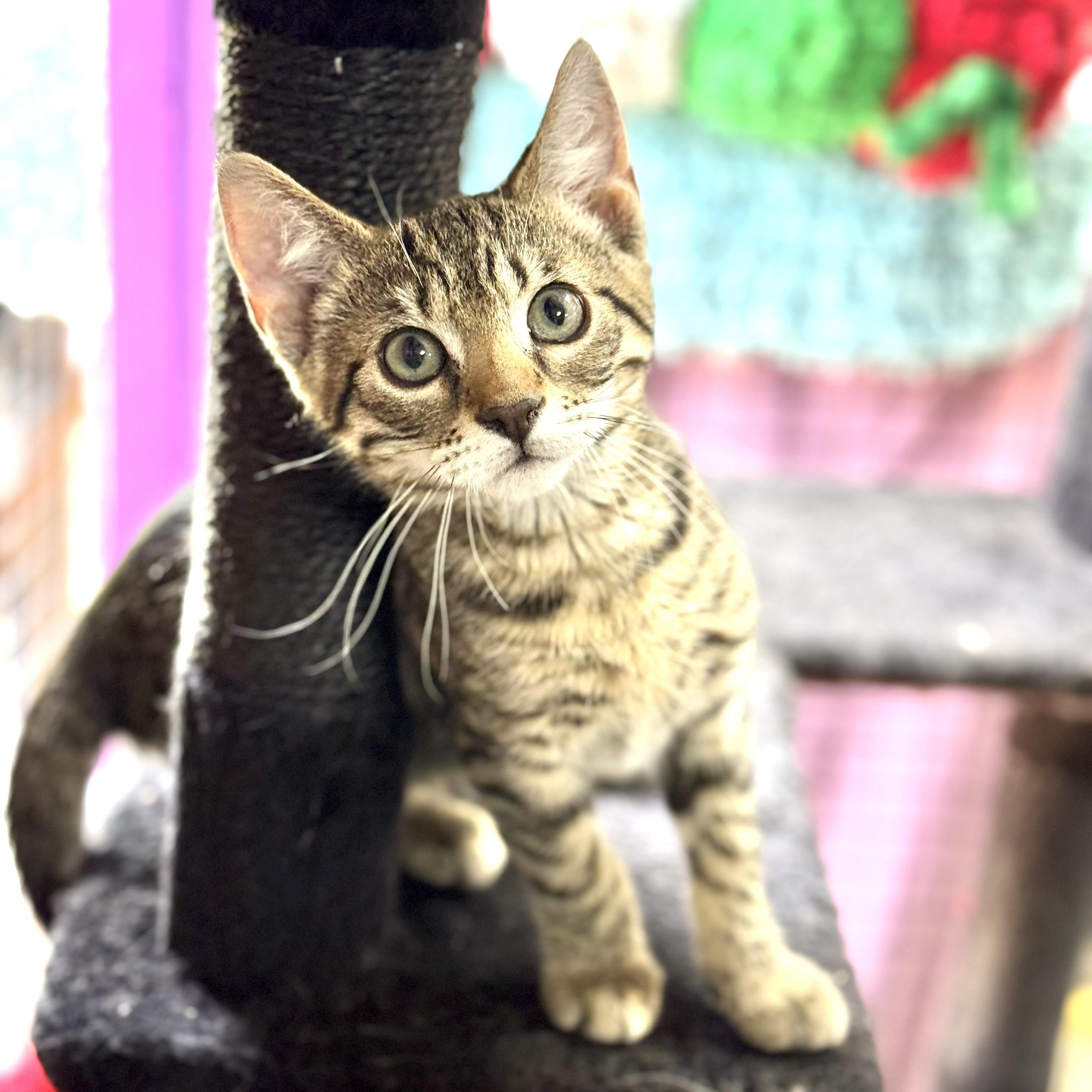 Sky, an adopted Domestic Short Hair in Collierville, TN image 2/4