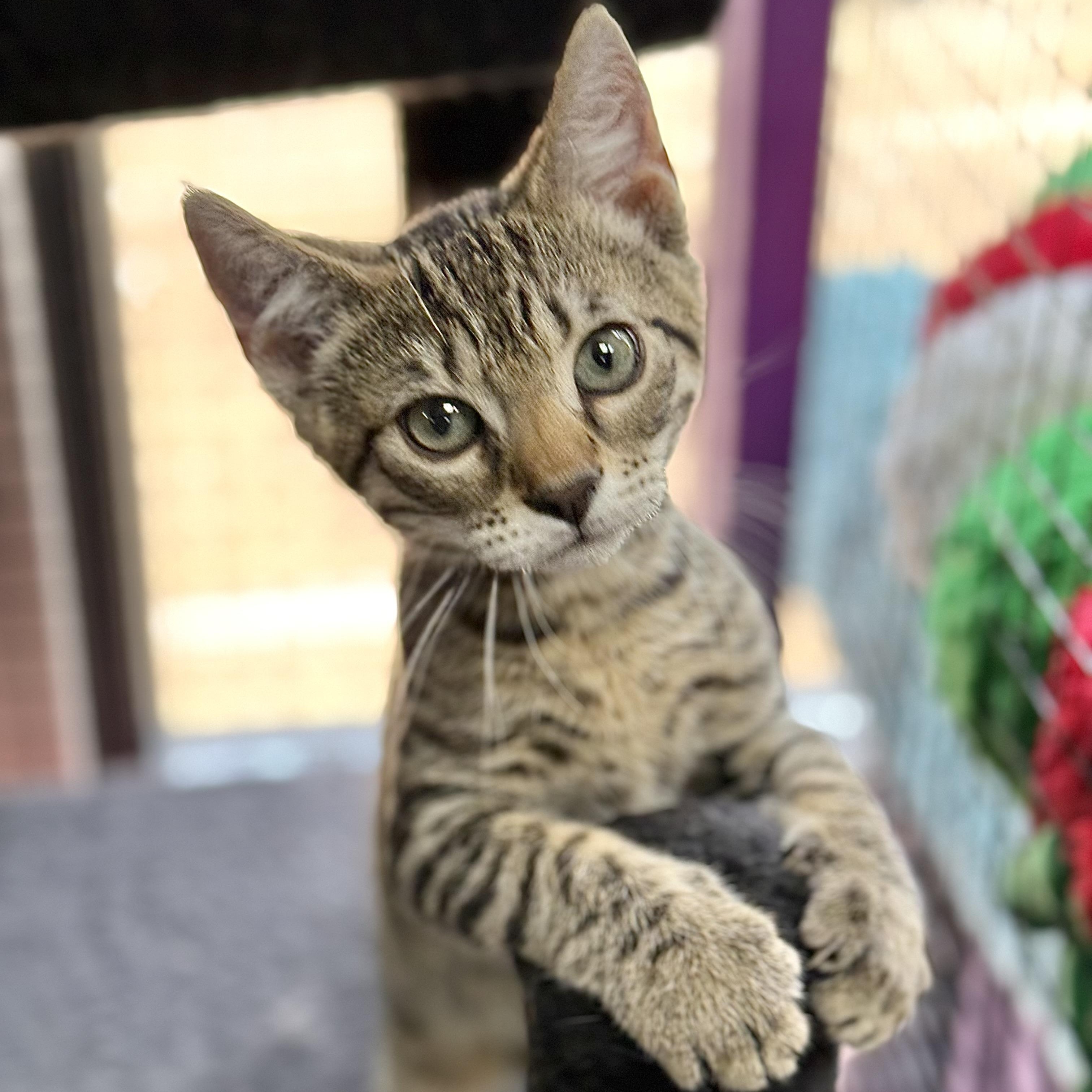 Sky, an adopted Domestic Short Hair in Collierville, TN image 3/4