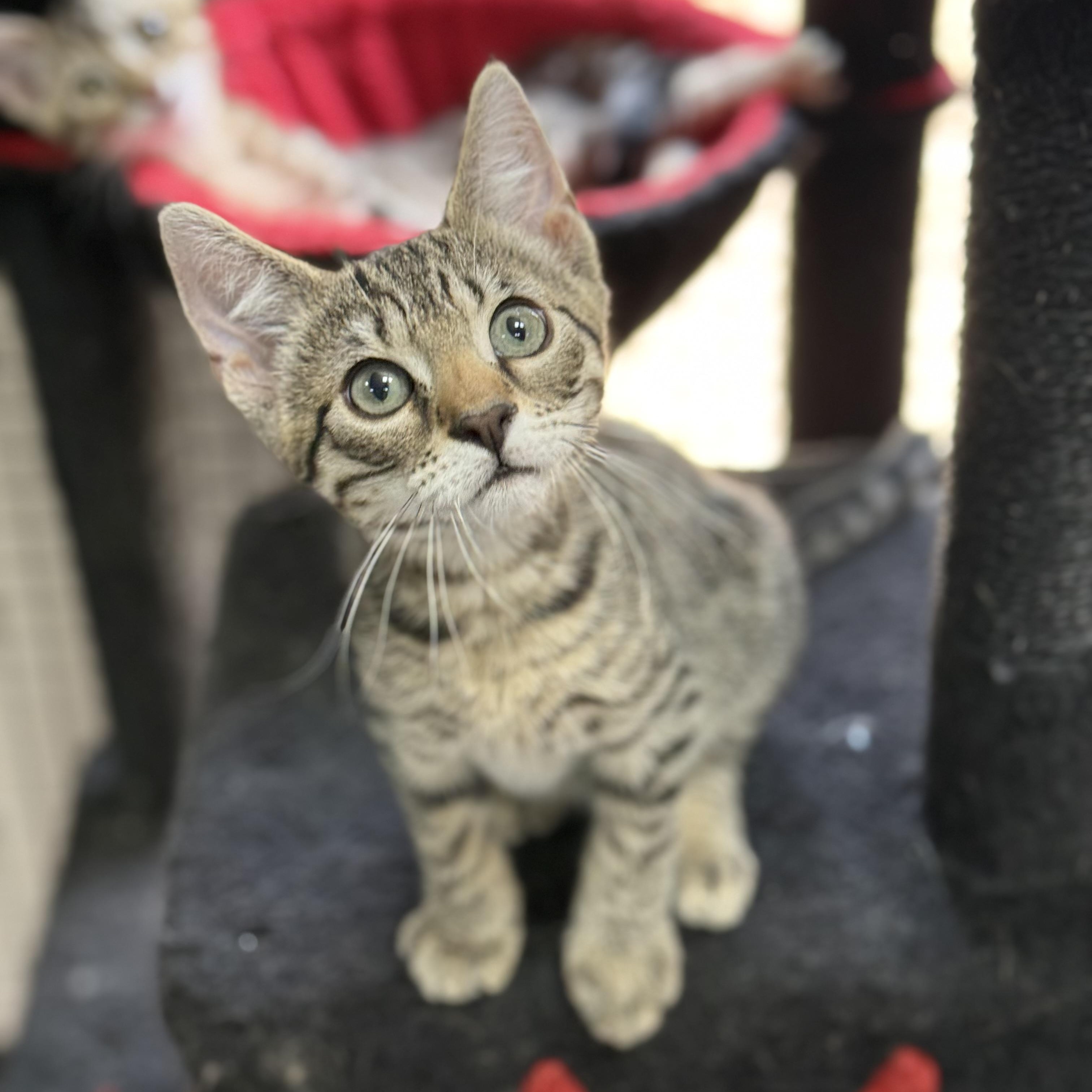 Sky, adopted, Kitten Male Domestic Short Hair.