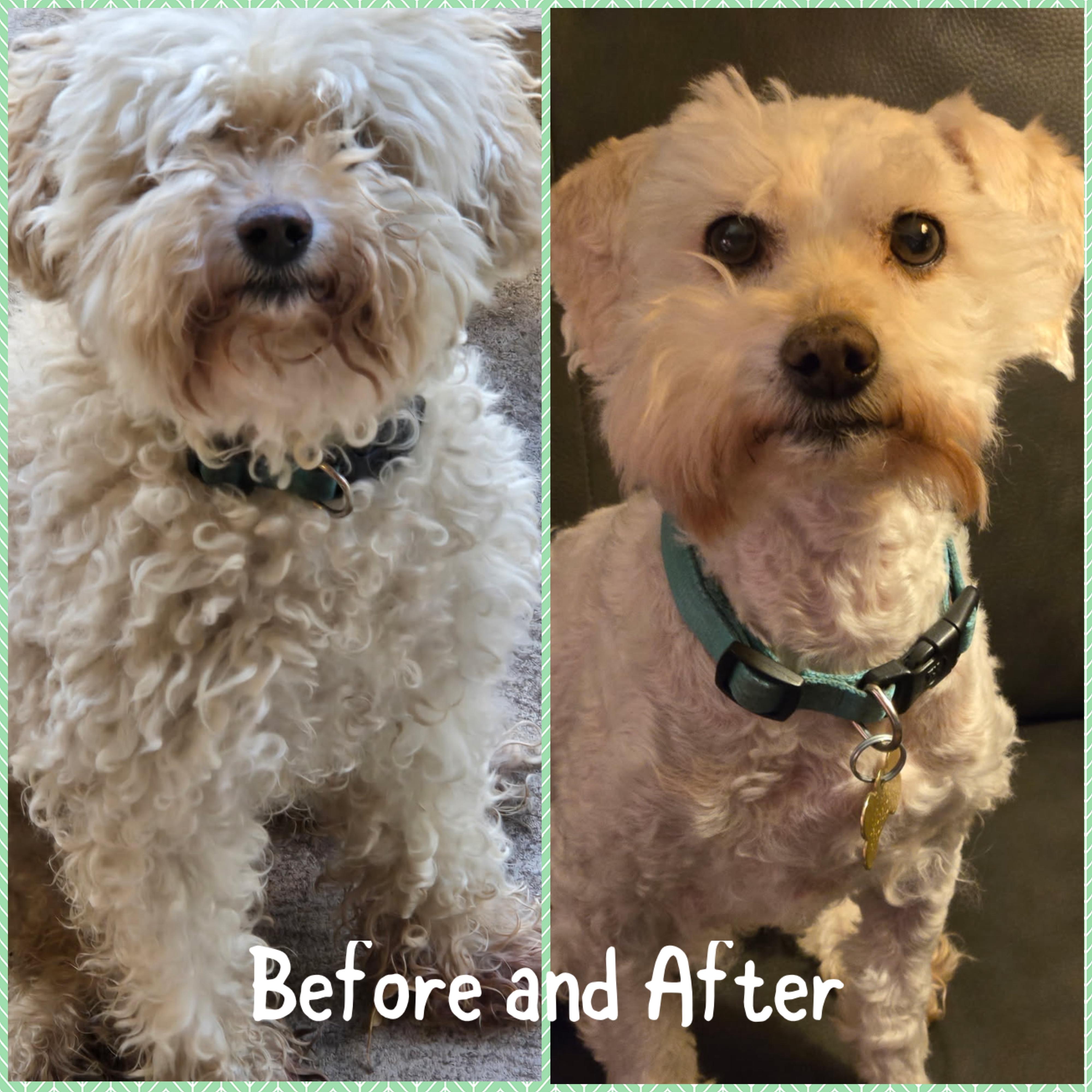 Enlarge Buddy, an adopted Maltese in Littleton, CO image 1/1