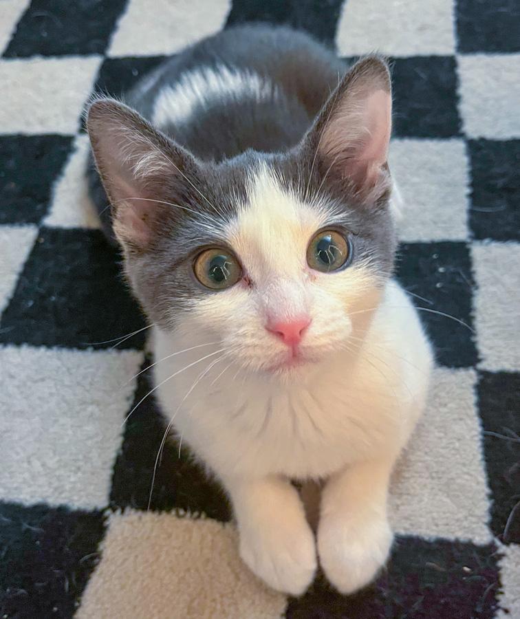 Bell, ADOPTABLE, Kitten Female Domestic Short Hair.