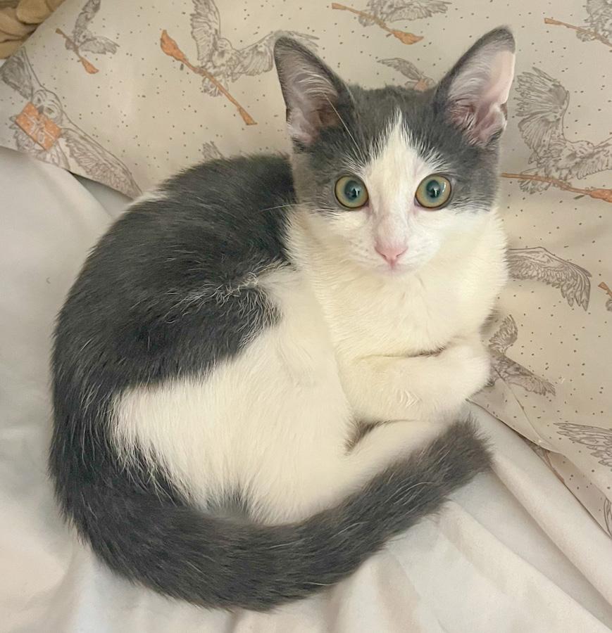 Enlarge Bell, a ADOPTABLE Domestic Short Hair in Paramus, NJ image 2/2