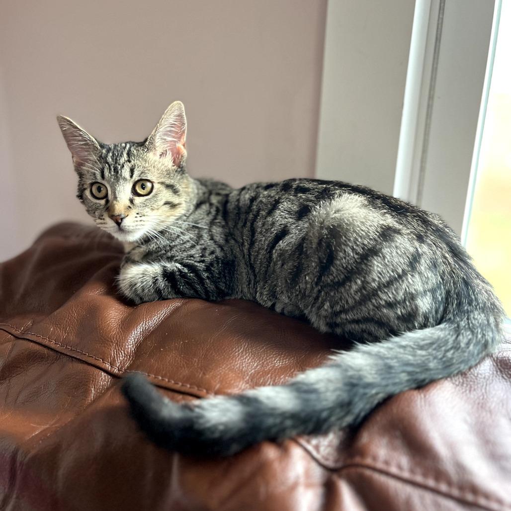 Porky, a Adoptable Domestic Medium Hair in Huntsville, AL image 1/4