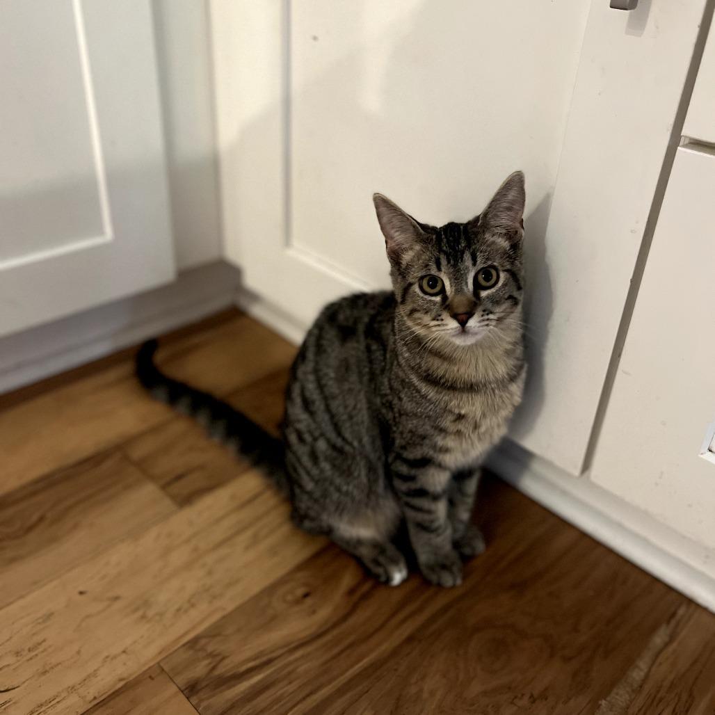 Porky, a Adoptable Domestic Medium Hair in Huntsville, AL image 2/4