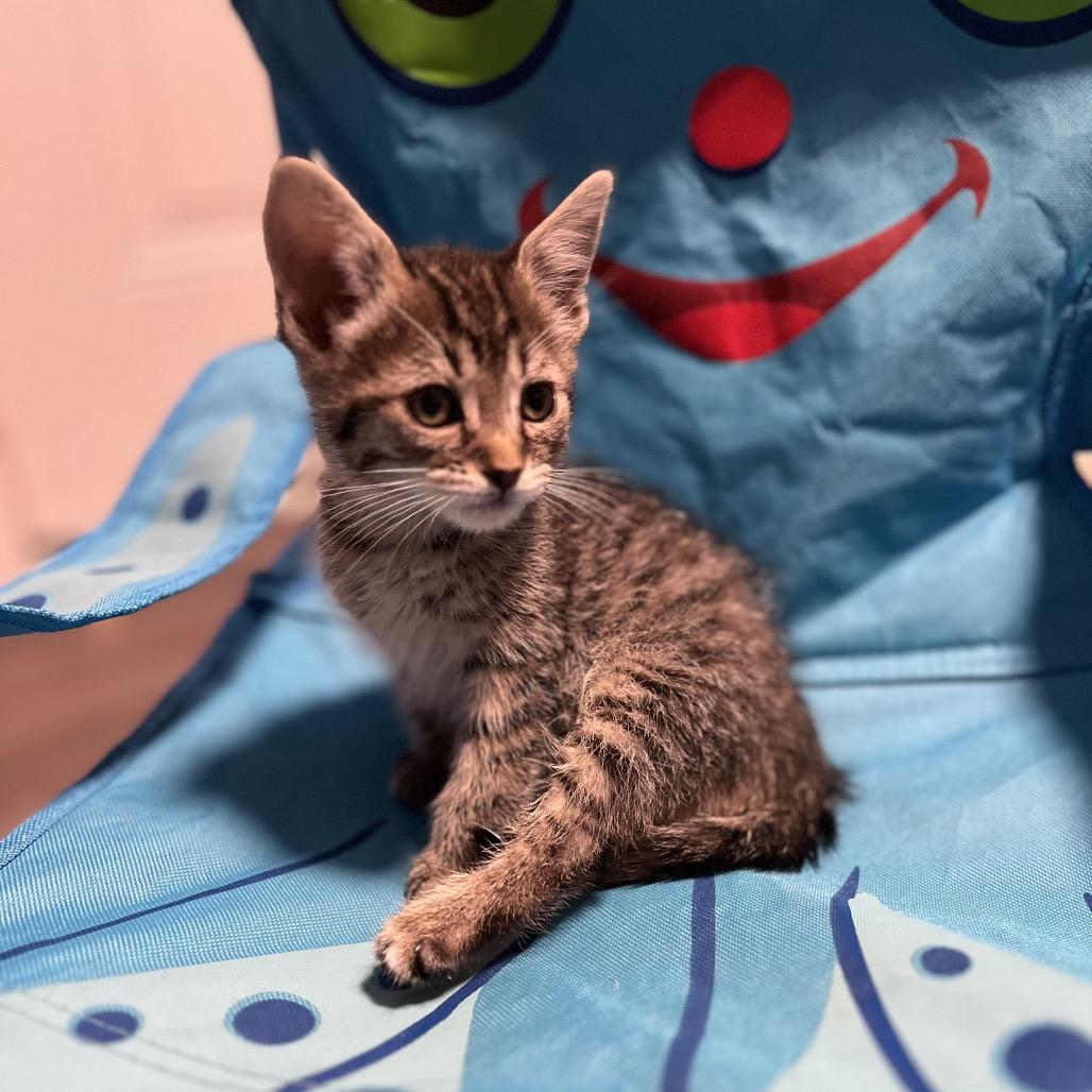 Porky, a Adoptable Domestic Medium Hair in Huntsville, AL image 3/4