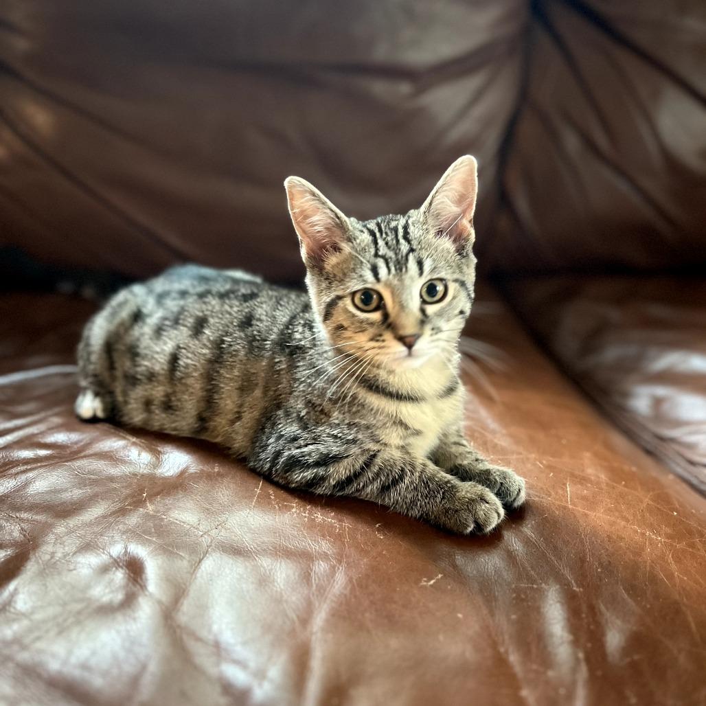 Porky, a Adoptable Domestic Medium Hair in Huntsville, AL image 4/4