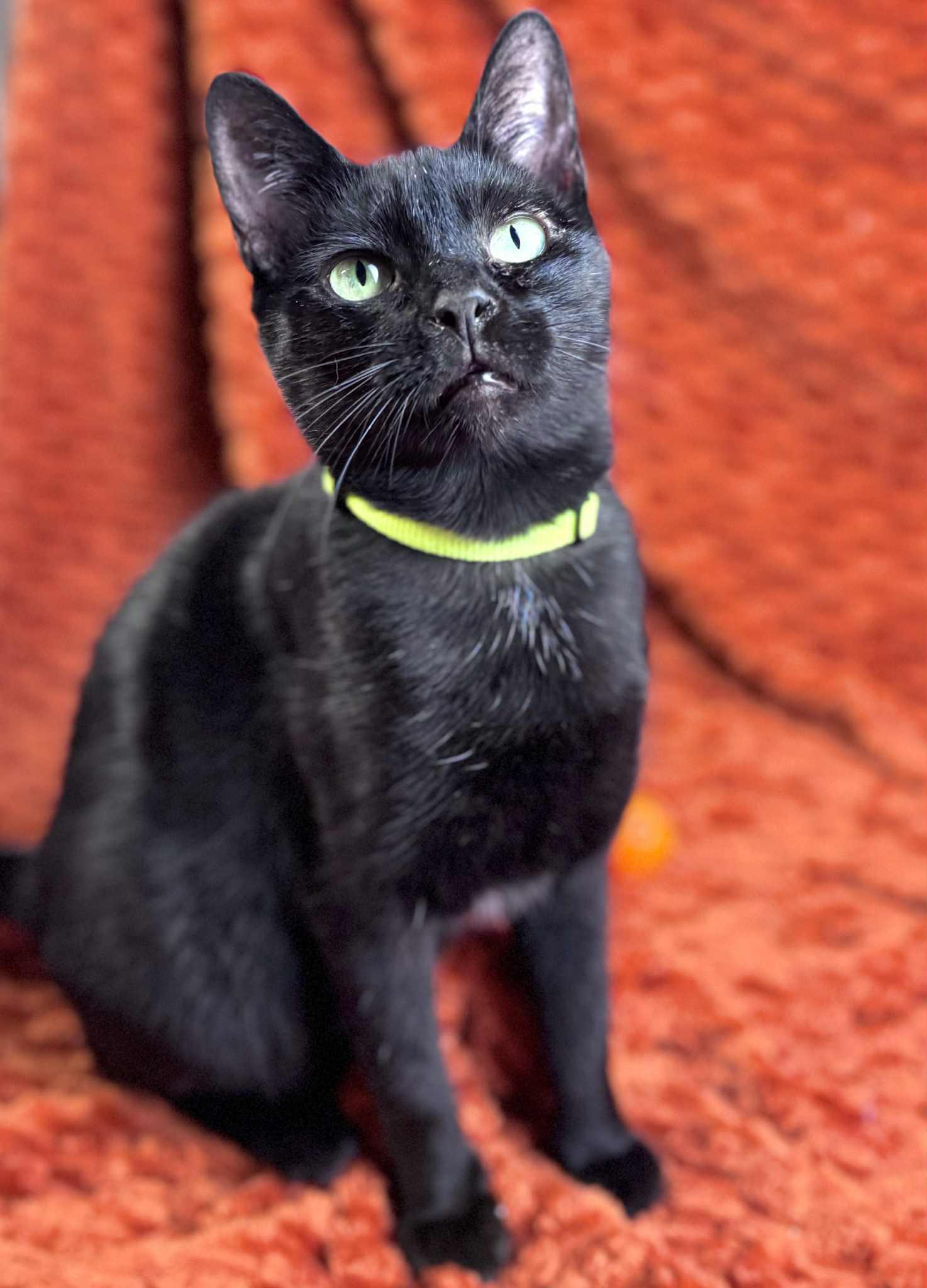 Blossom, a Adoptable Domestic Short Hair in Rixeyville, VA image 1/3