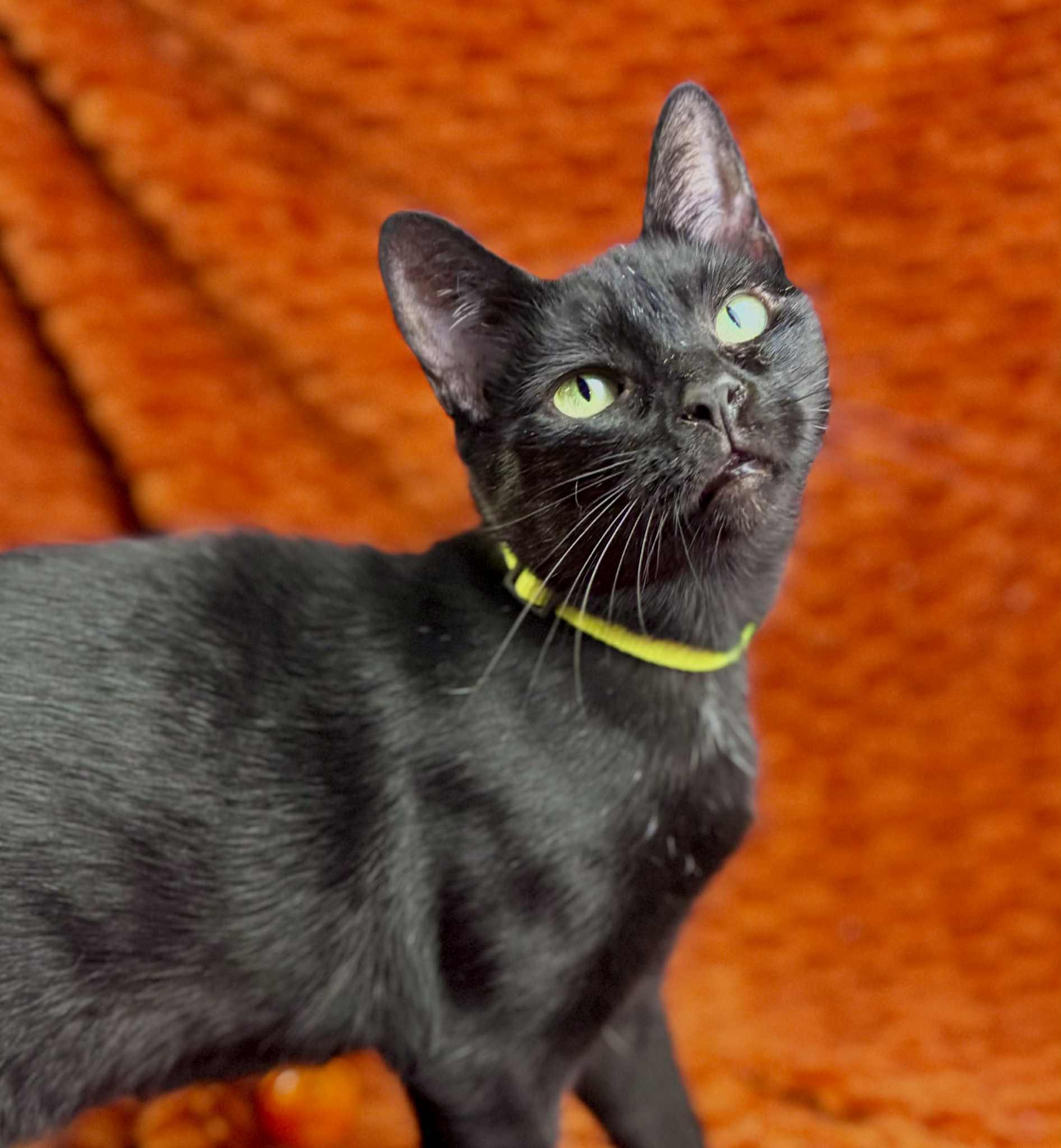 Blossom, a Adoptable Domestic Short Hair in Rixeyville, VA image 2/3