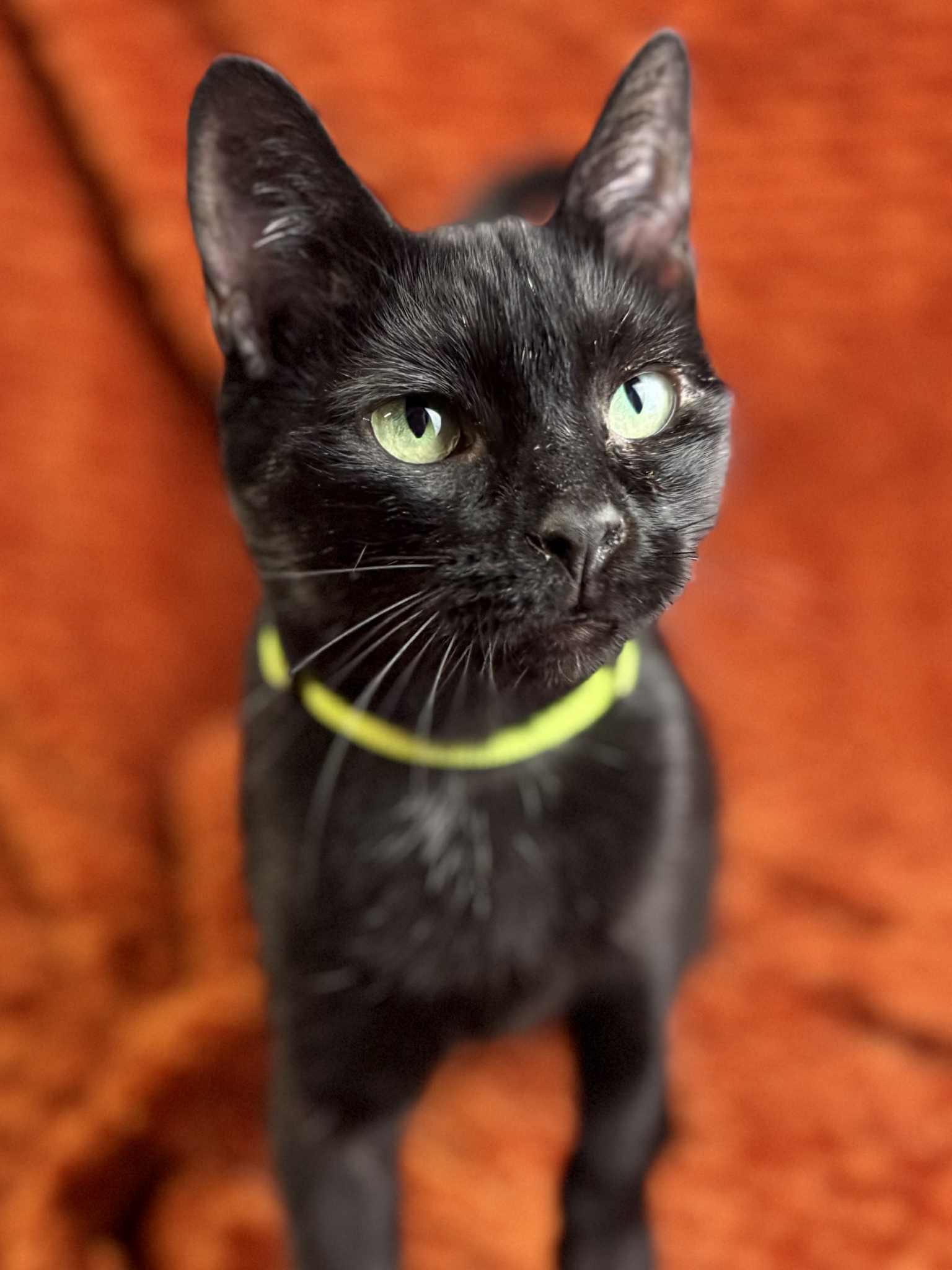 Blossom, a Adoptable Domestic Short Hair in Rixeyville, VA image 3/3