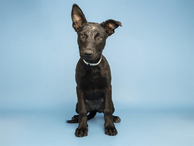 NIGHTWING, Adoptable, Puppy Female Labrador Retriever.