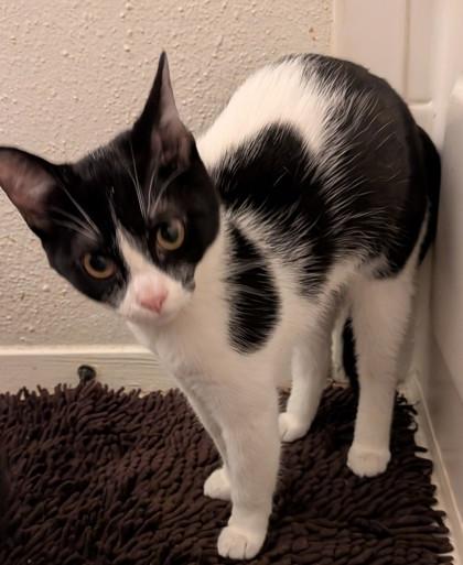 Salty, Adoptable, Kitten Female Domestic Short Hair & Domestic Short Hair.
