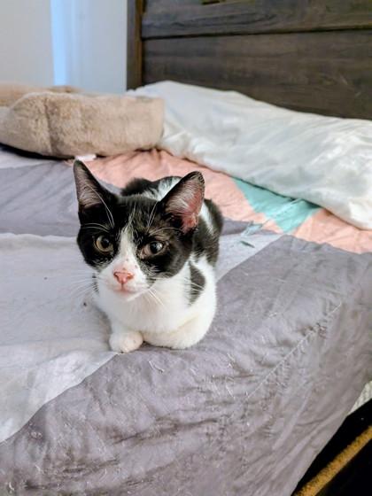 Enlarge Salty, a Adoptable Domestic Short Hair in Santa Fe, TX image 2/3