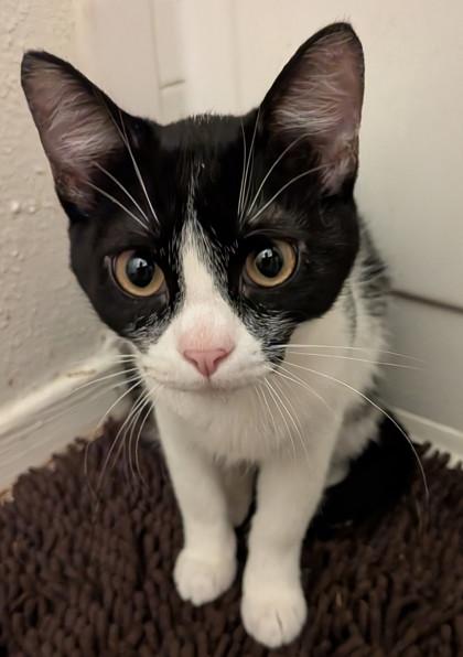 Salty, a Adoptable Domestic Short Hair in Santa Fe, TX image 3/3