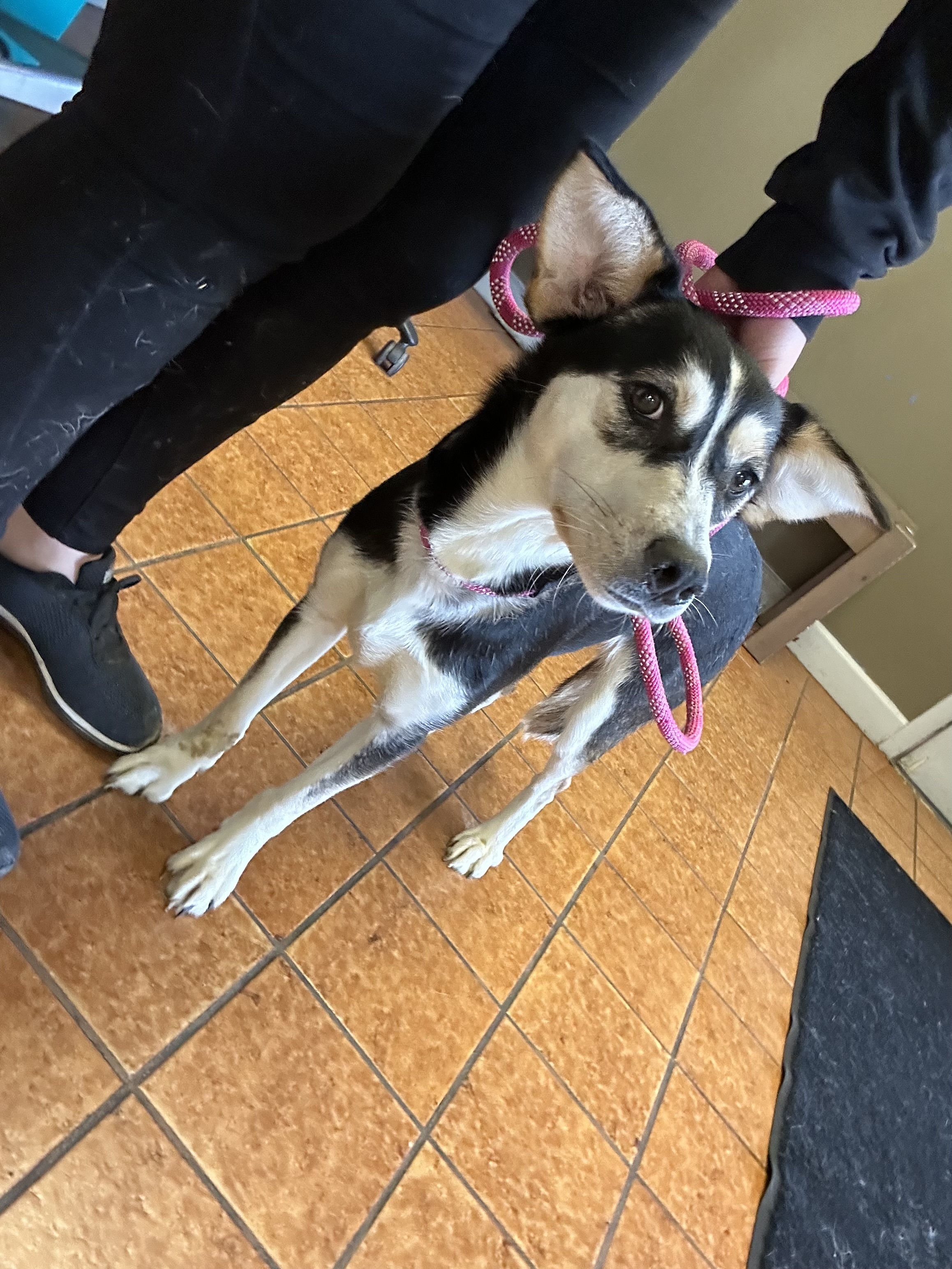 Angel, an adoptable Husky in fennville, MI, 49408 | Photo Image 4