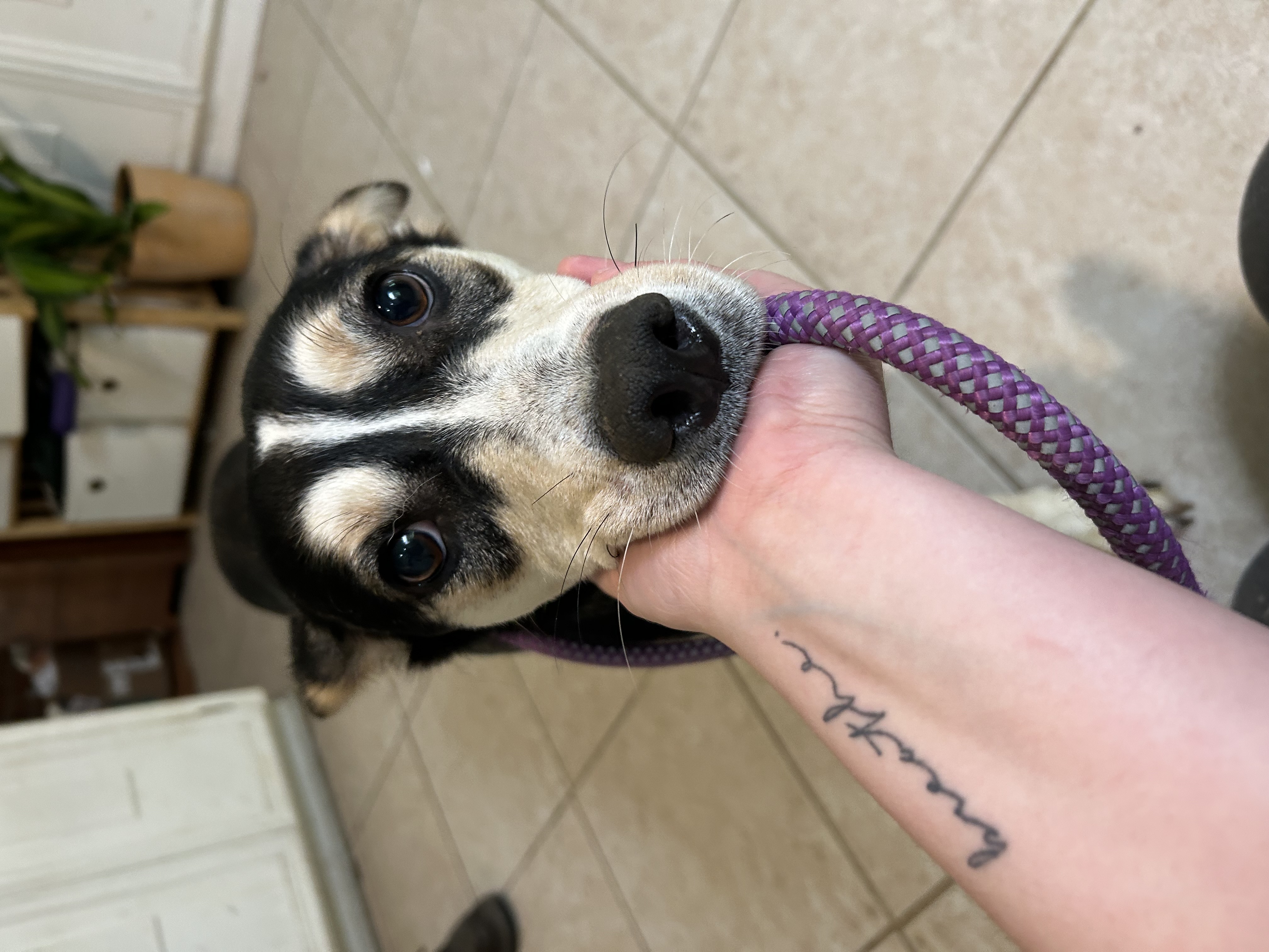 Angel, a Adoptable Husky in fennville, MI image 2/5