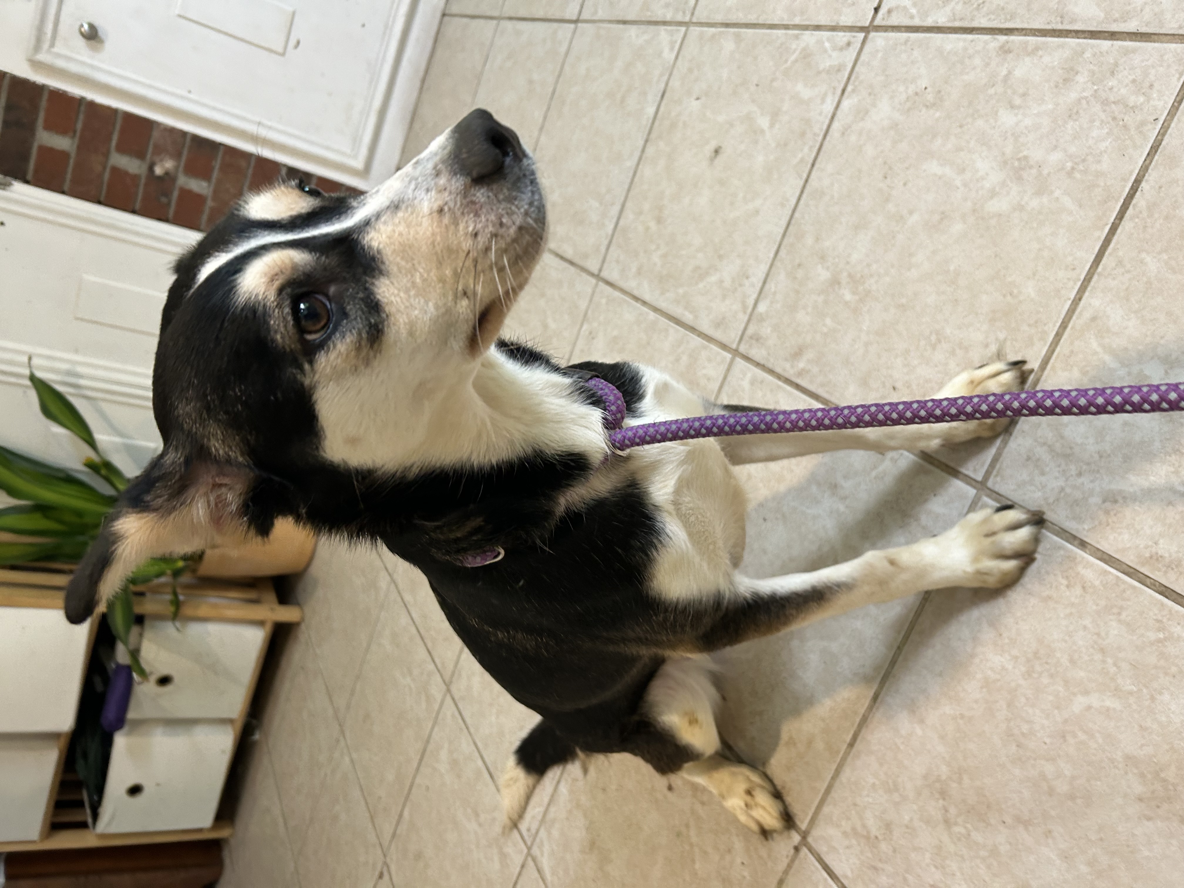 Angel, an adoptable Husky in fennville, MI, 49408 | Photo Image 1