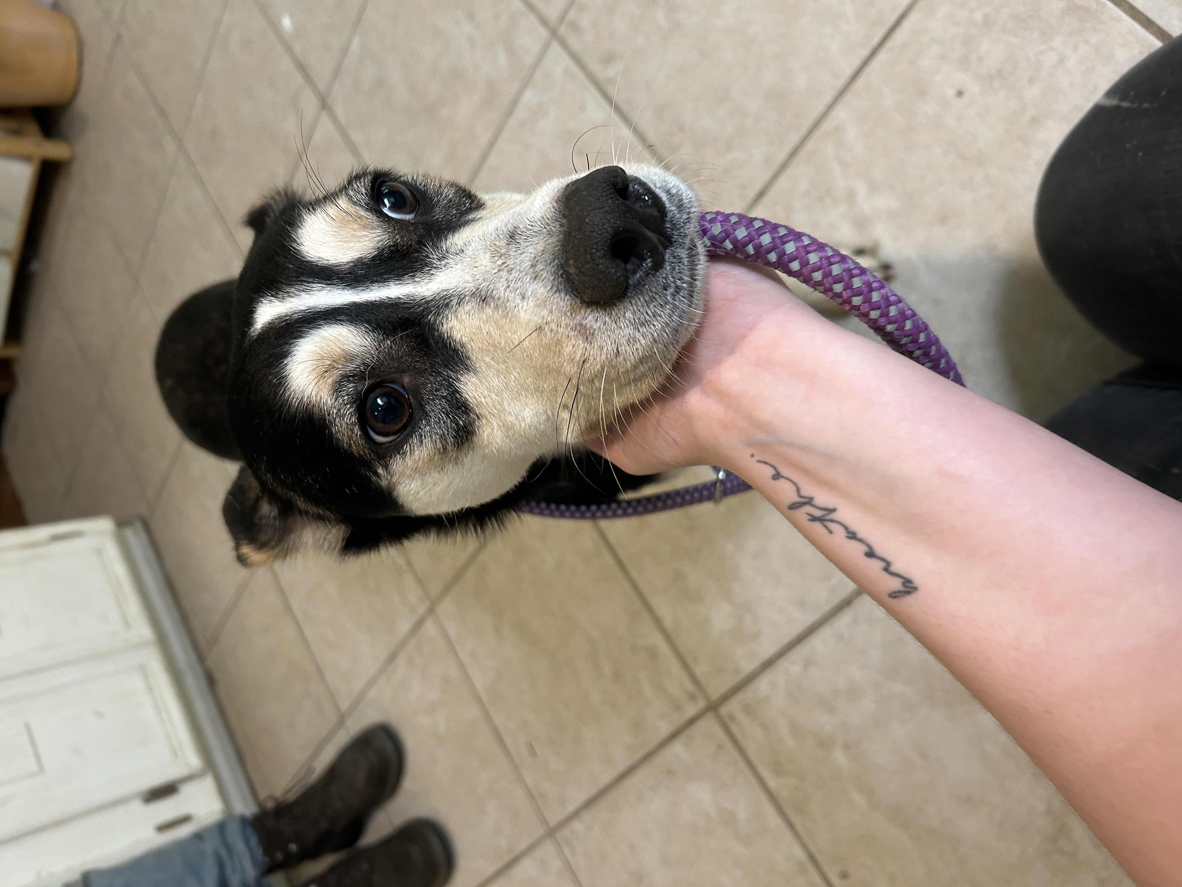 Angel, an adoptable Husky in fennville, MI, 49408 | Photo Image 5