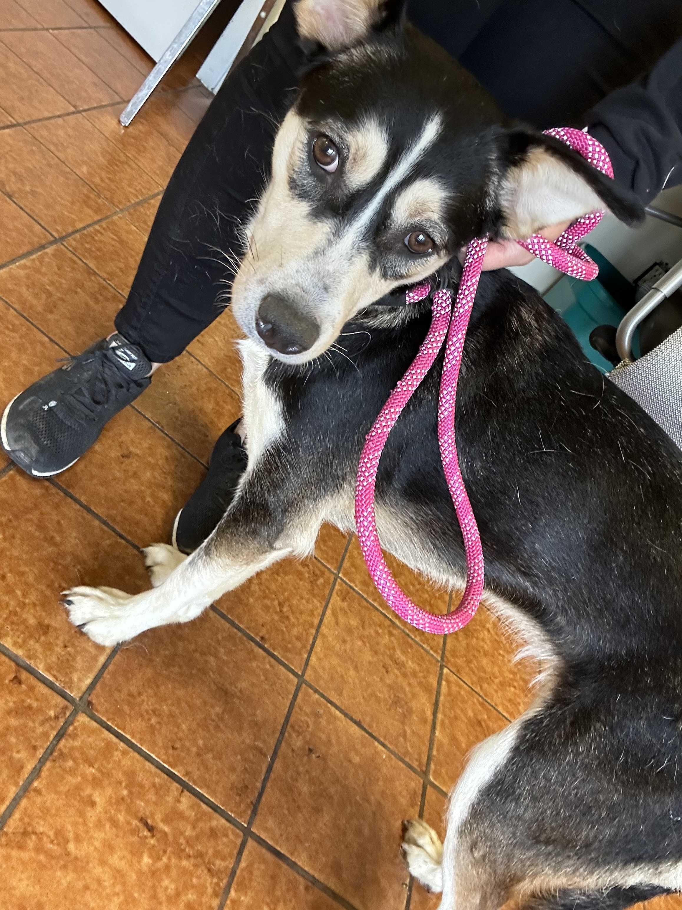 Angel, an adoptable Husky in fennville, MI, 49408 | Photo Image 3