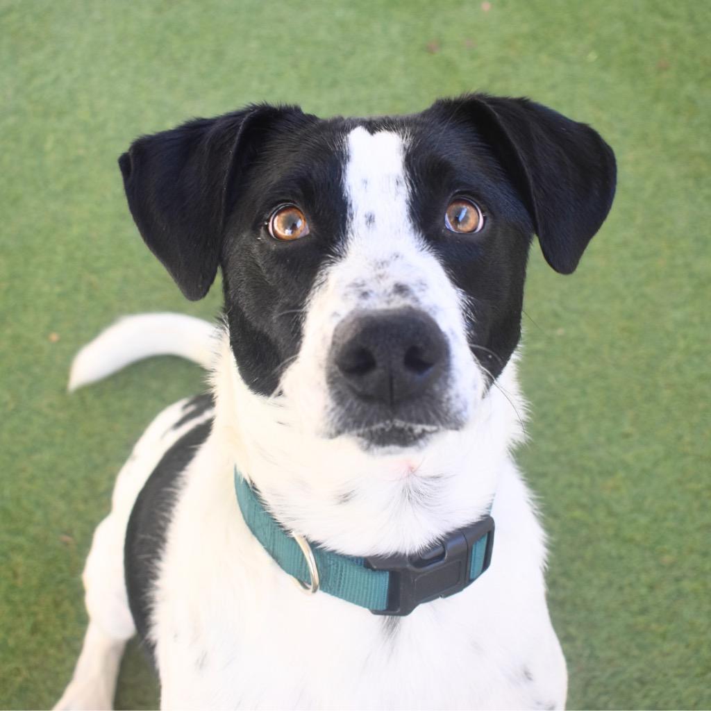 Enlarge Hank, a Adoptable mixed breed in Saint Petersburg, FL image 1/3