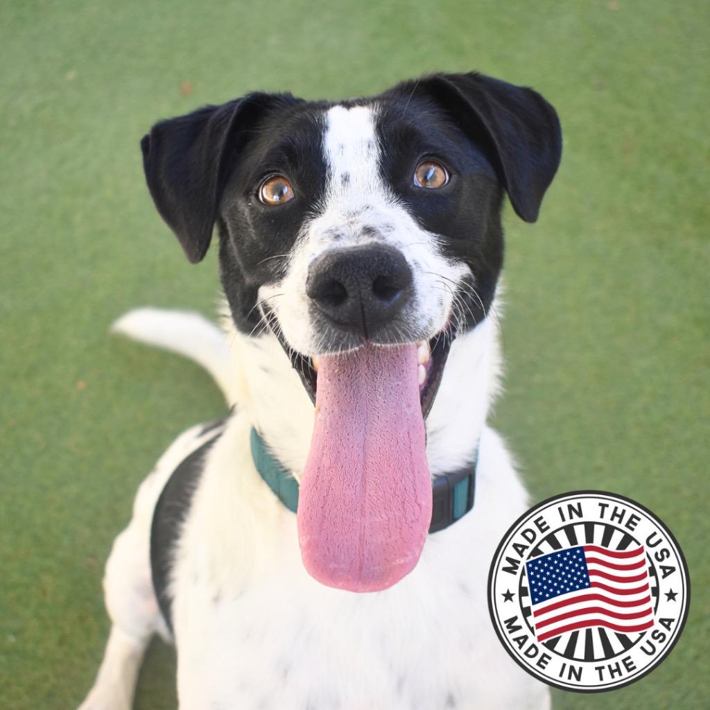 Enlarge Hank, a Adoptable mixed breed in Saint Petersburg, FL image 2/3