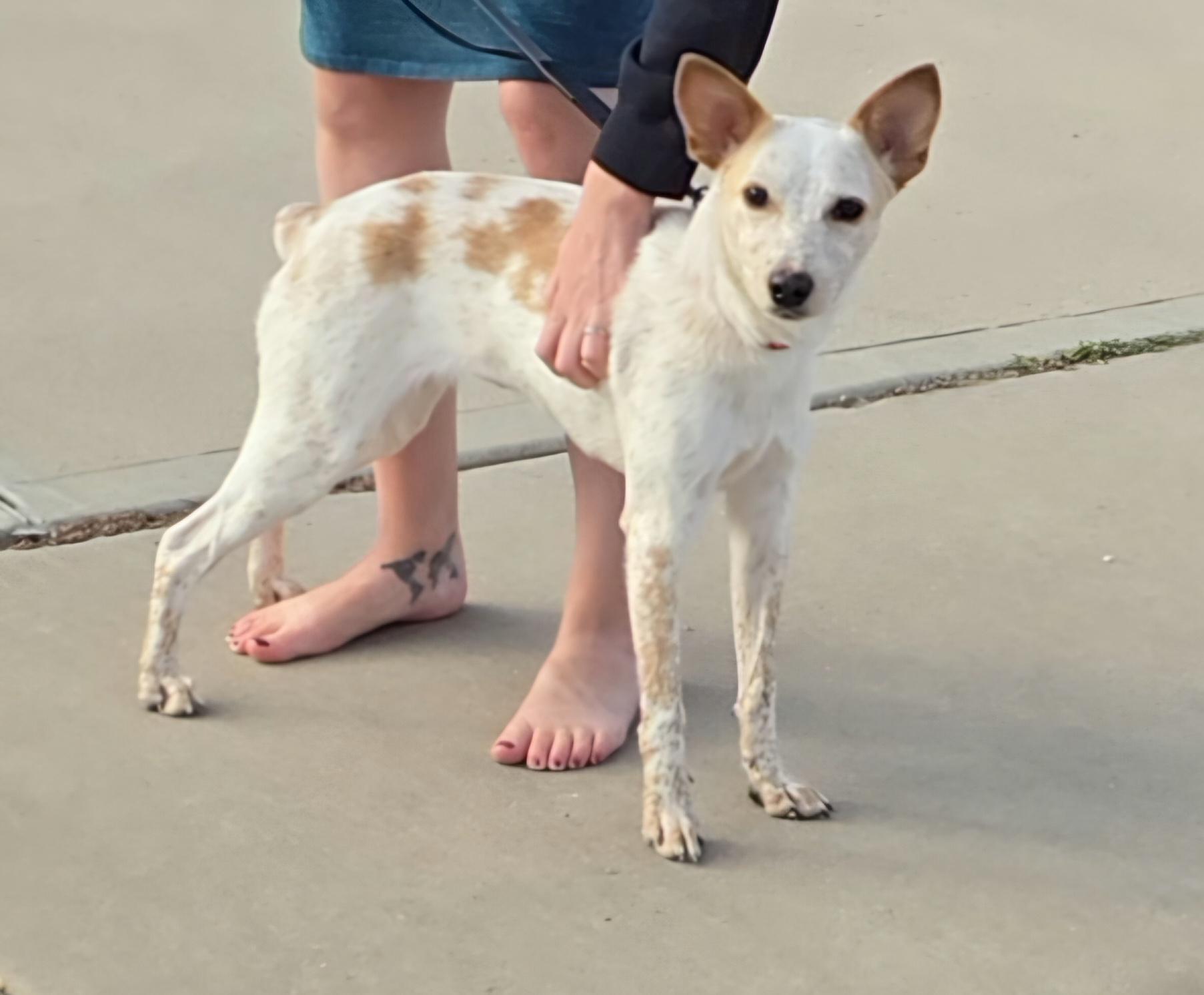 Enlarge Dolly, a Adoptable mixed breed in Fort Collins, CO image 2/5