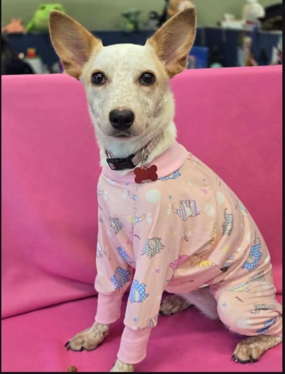 Enlarge Dolly, a Adoptable mixed breed in Fort Collins, CO image 1/5
