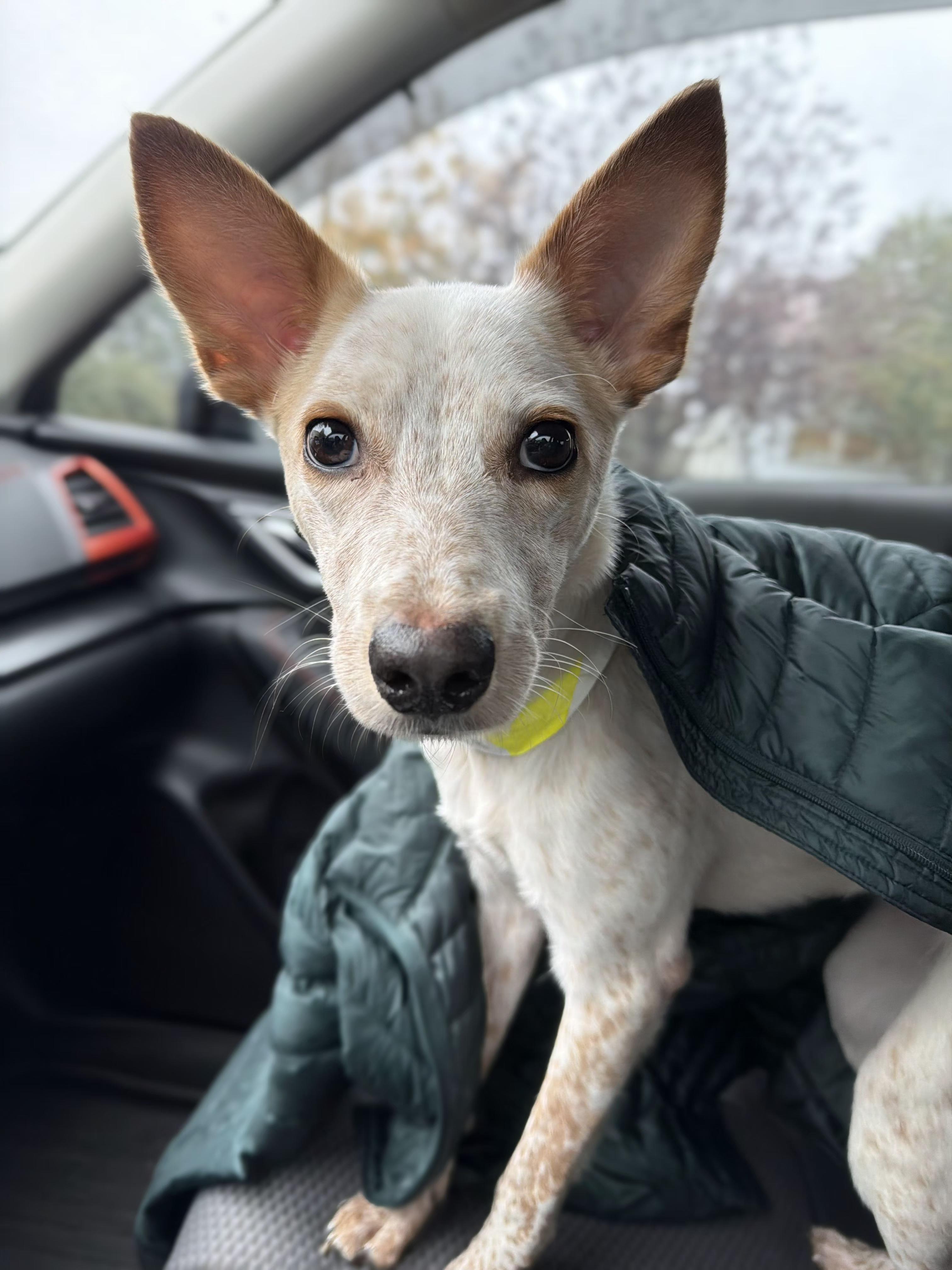 Enlarge Dolly, a Adoptable mixed breed in Fort Collins, CO image 3/5