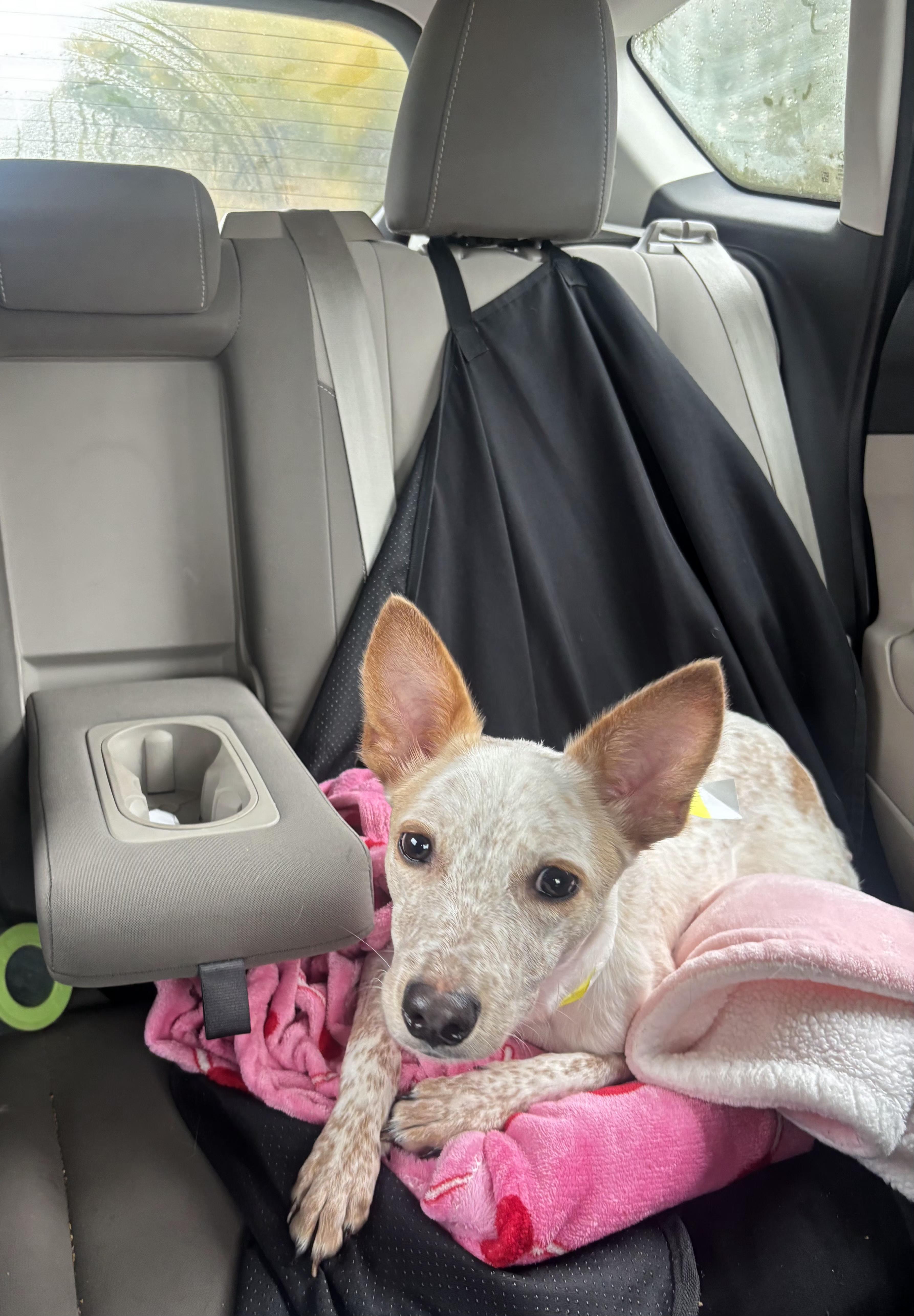Enlarge Dolly, a Adoptable mixed breed in Fort Collins, CO image 5/5