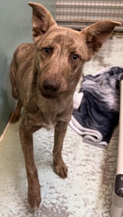 Enlarge Nathan, a Adoptable mixed breed in Madera, CA image 1/3